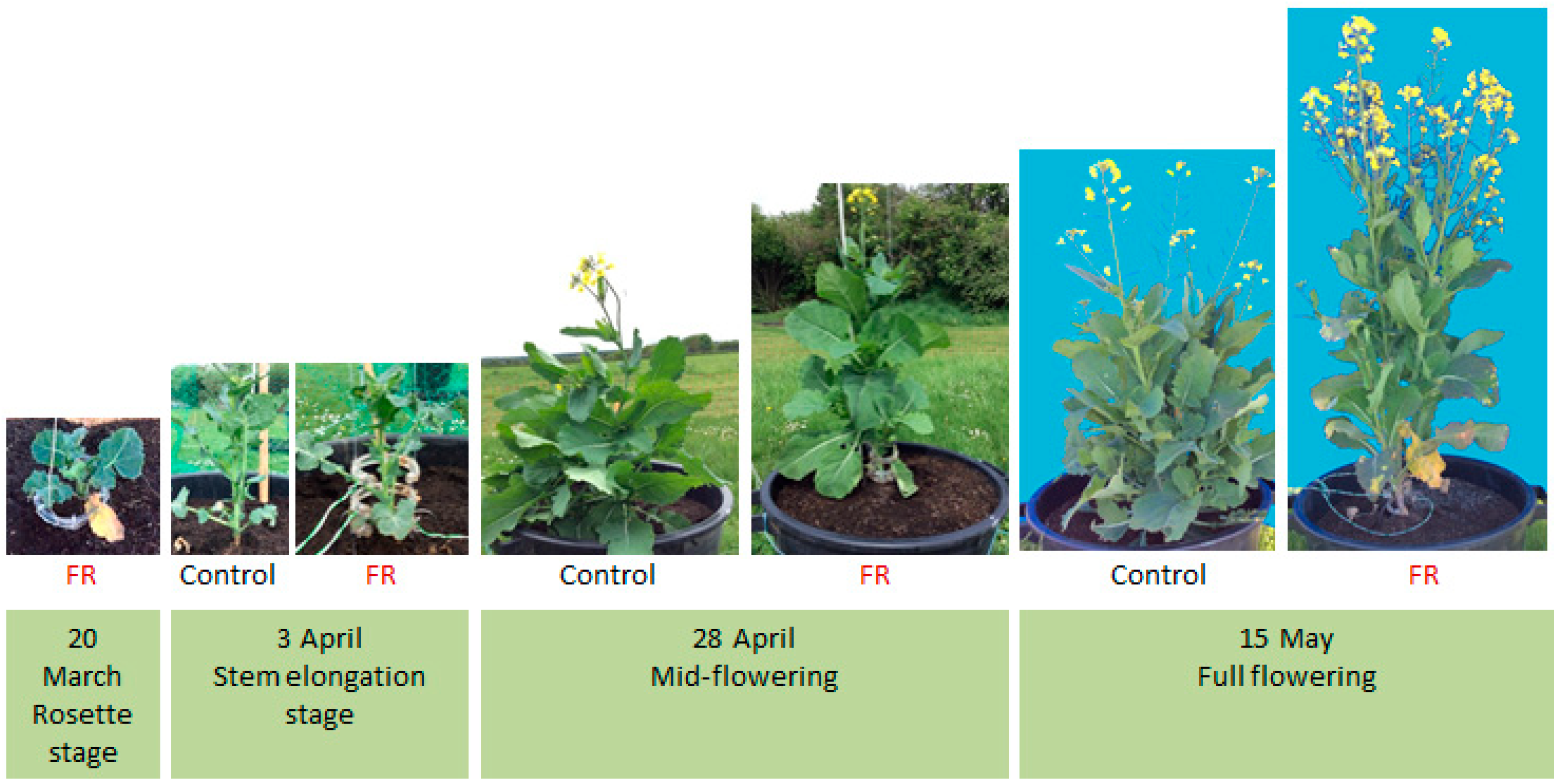 Plants 10 02483 g004