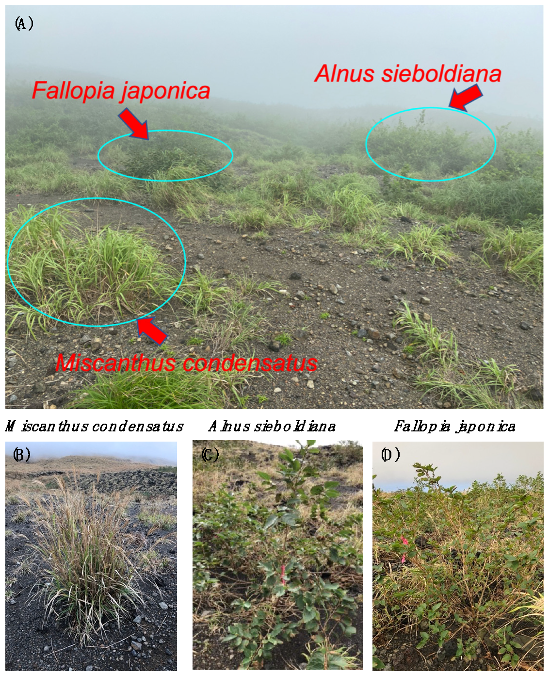 Plants 10 02500 g0a1 Plants 10 02500 g0a1