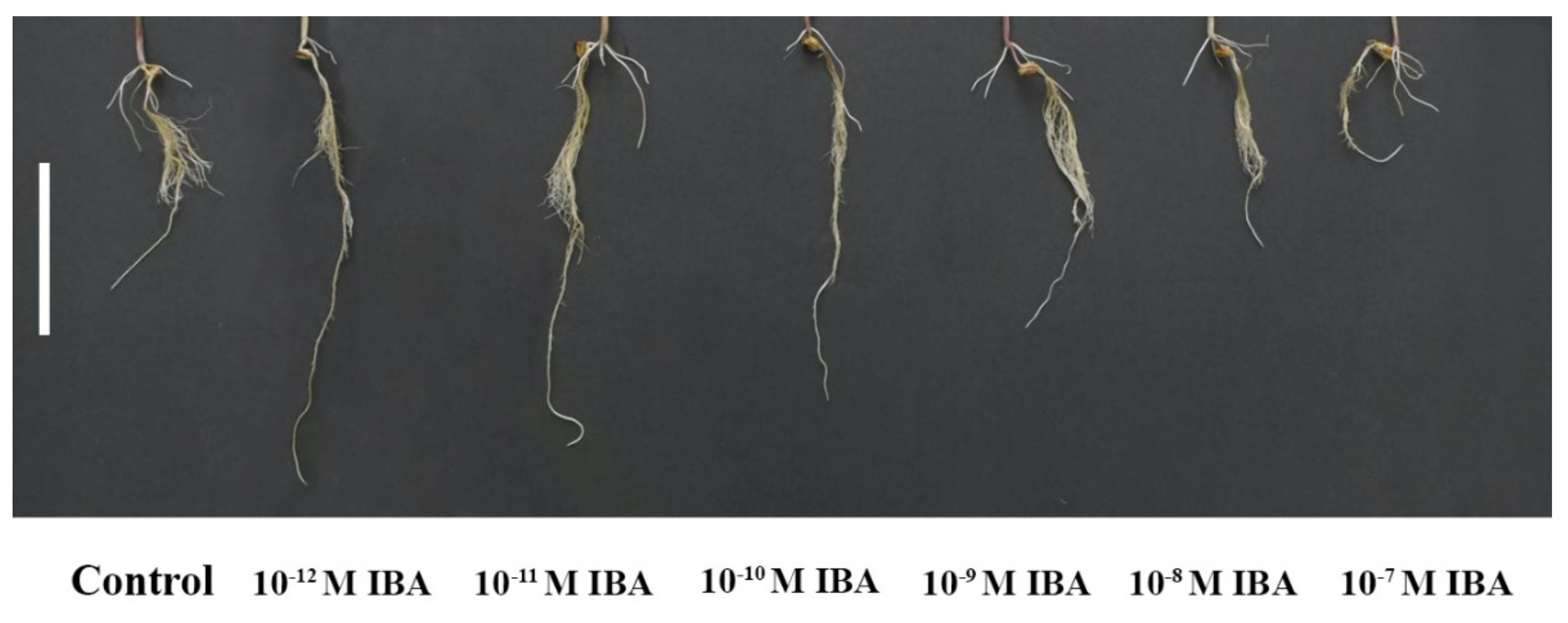 Plants 10 02503 g001