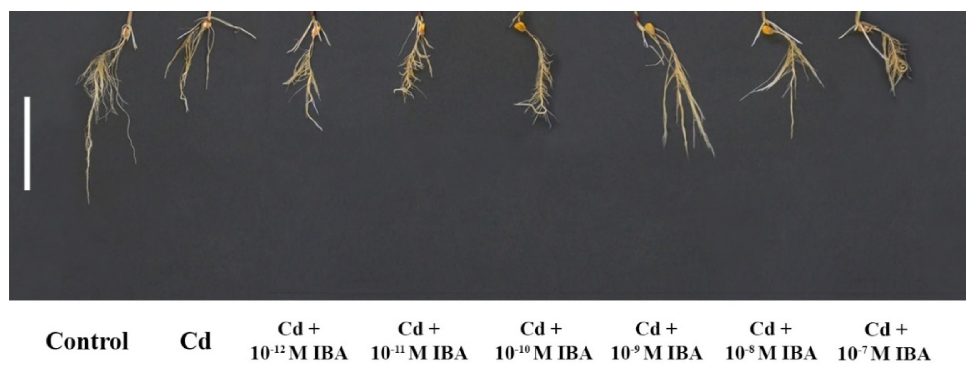 Plants 10 02503 g003