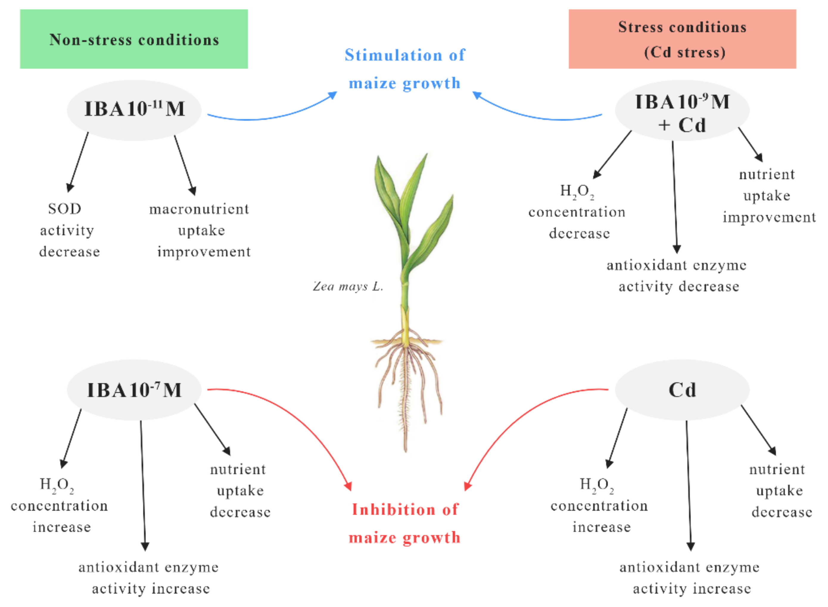 Plants 10 02503 g011