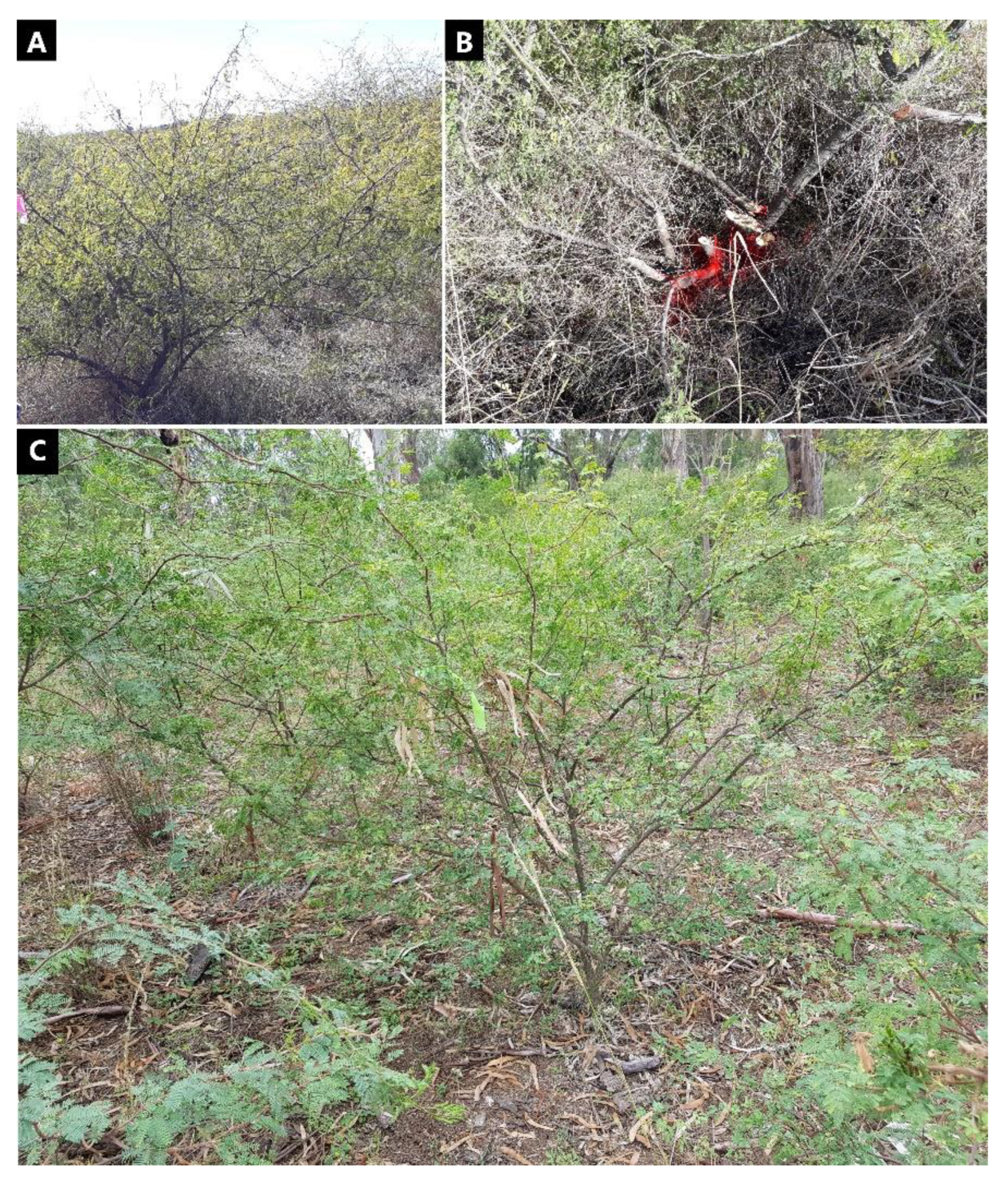 Plants 10 02505 g003