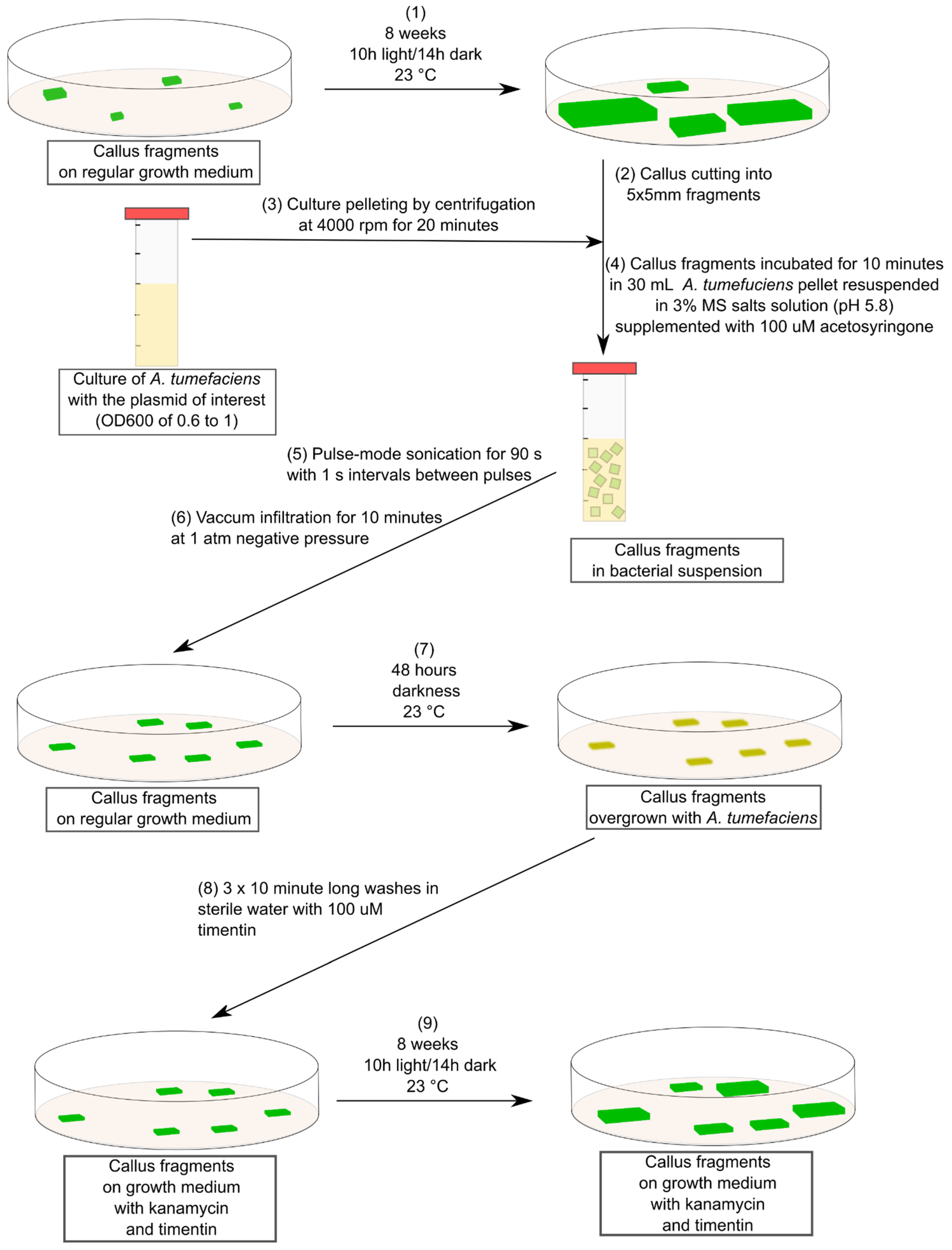 Plants 10 02524 g001