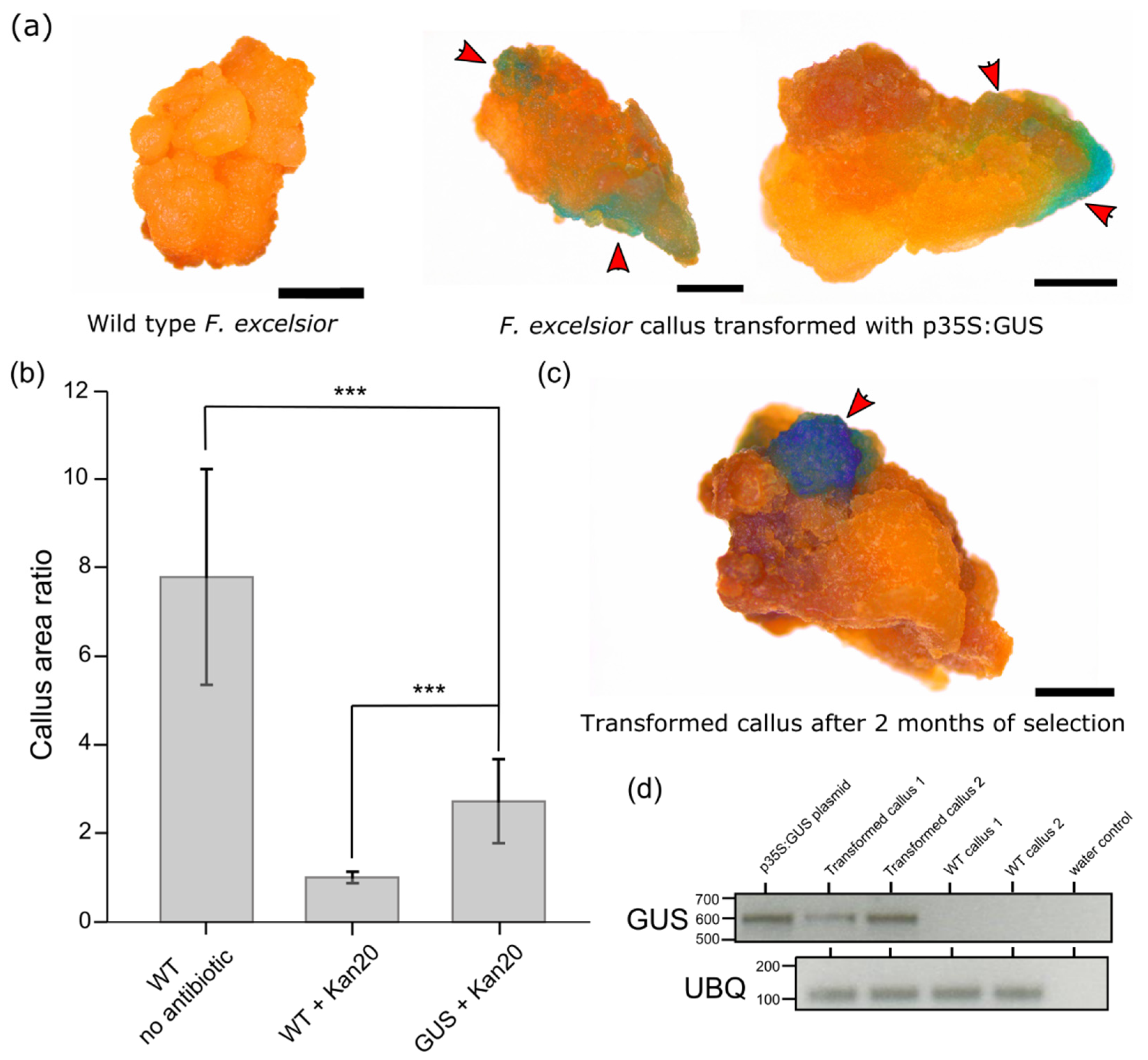 Plants 10 02524 g002