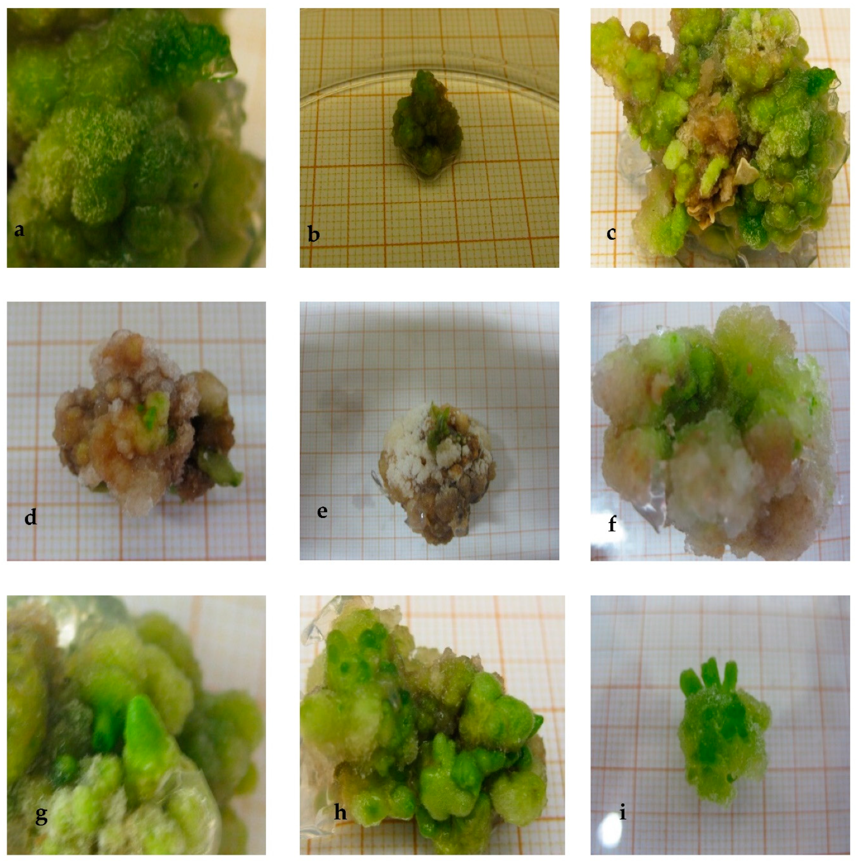 Plants 10 02539 g001 Plants 10 02539 g001