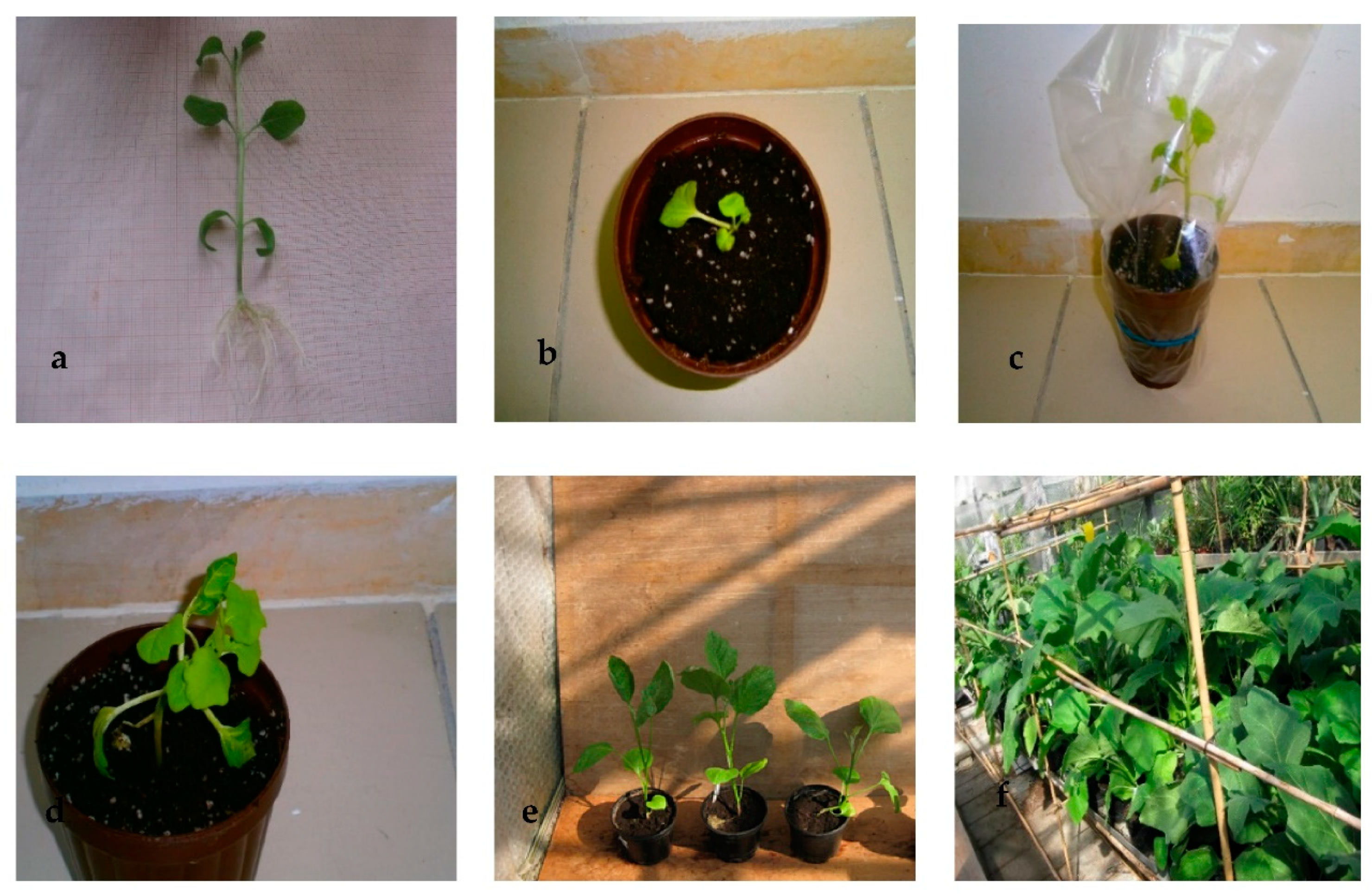 Plants 10 02539 g002 Plants 10 02539 g002