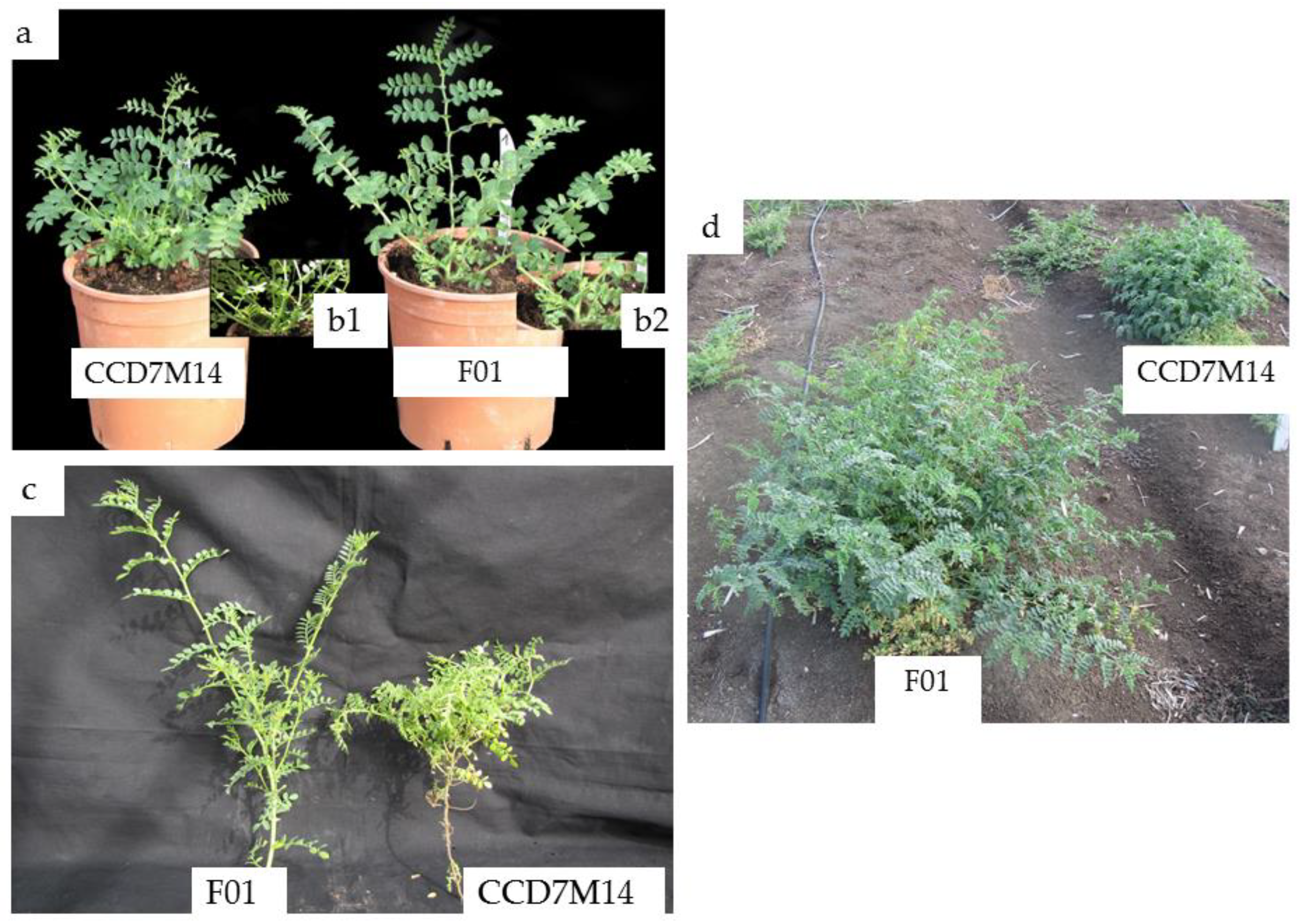 Plants 10 02552 g002