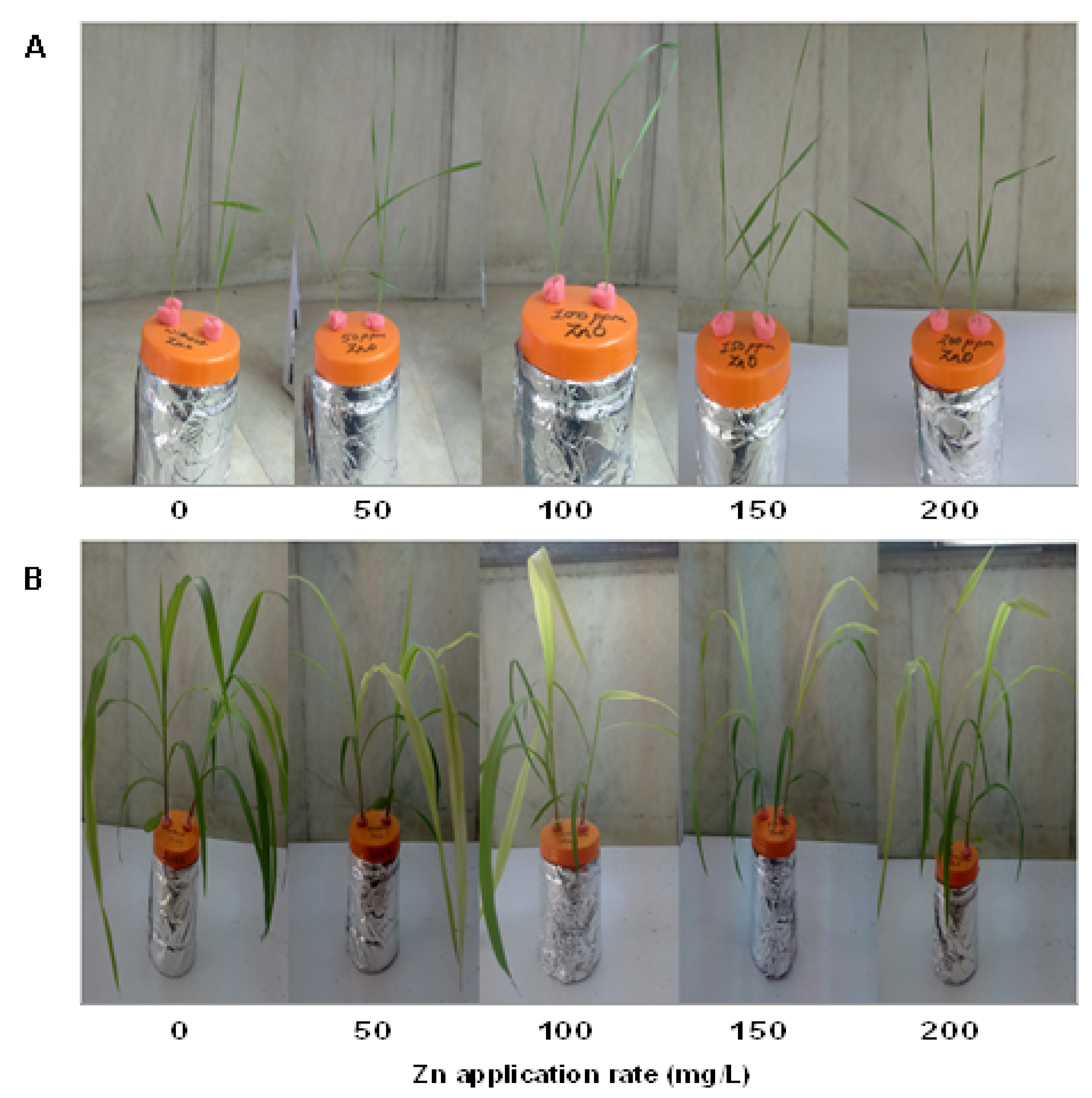 Plants 10 02556 g001