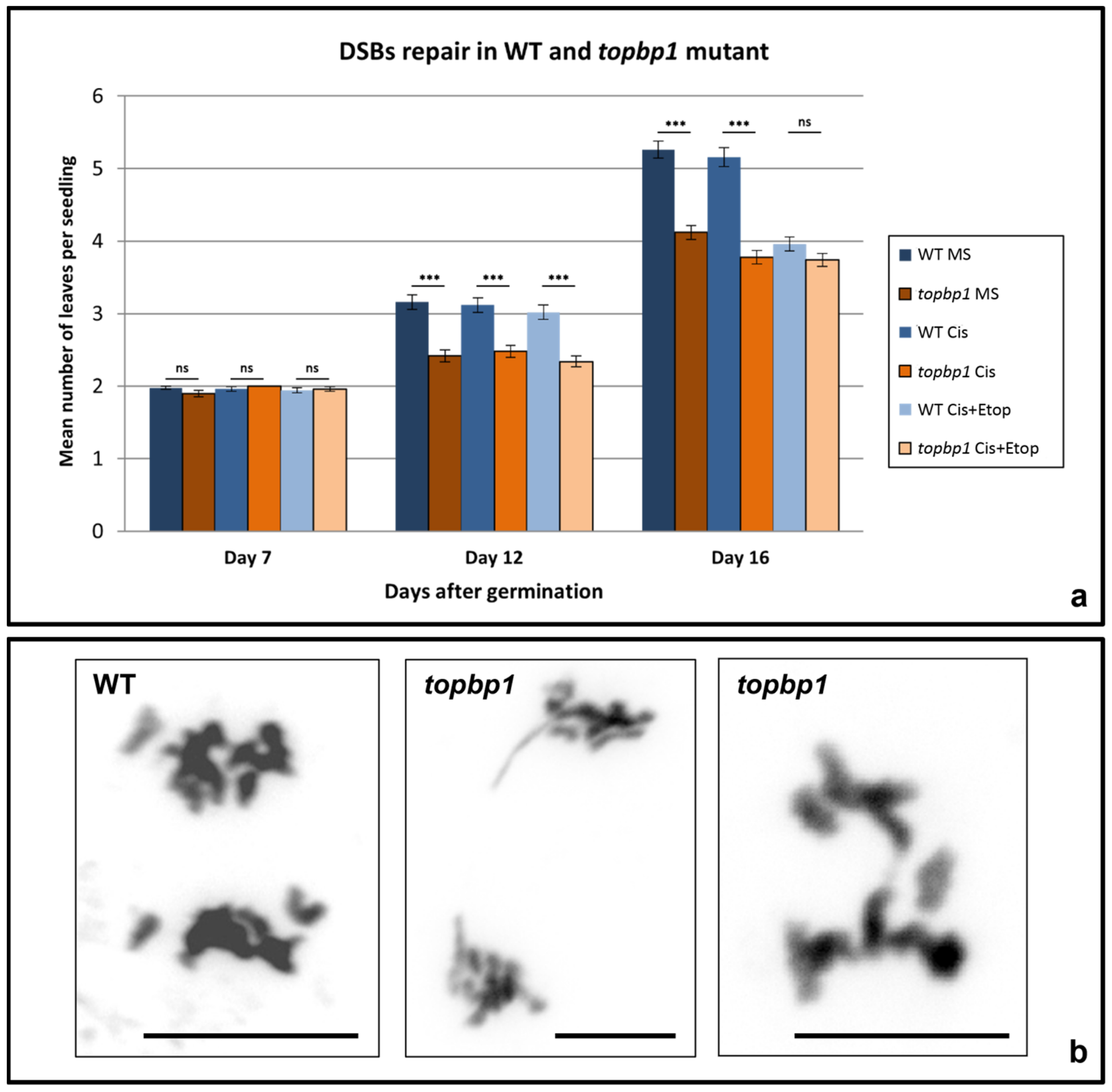 Plants 10 02568 g001
