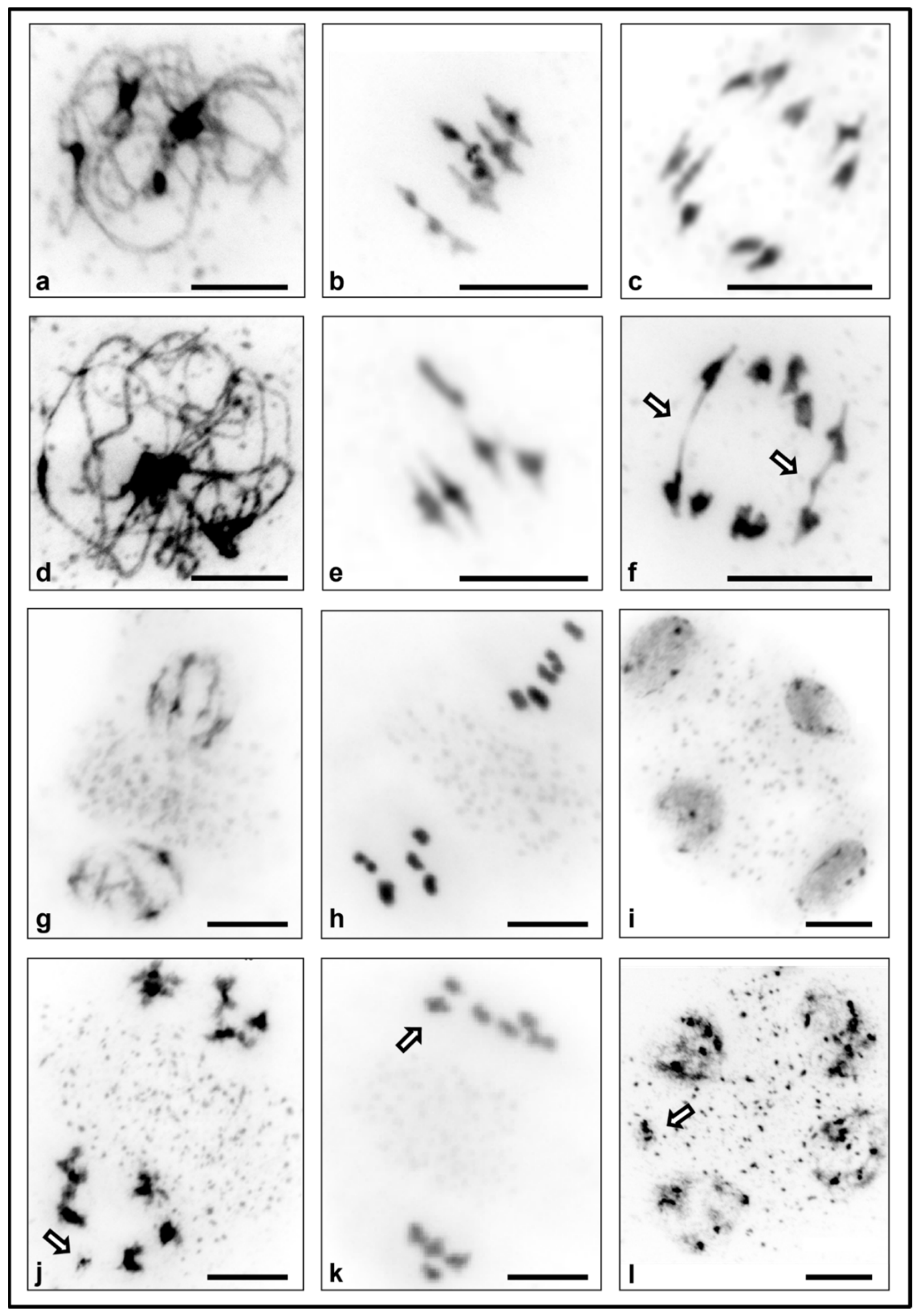 Plants 10 02568 g002