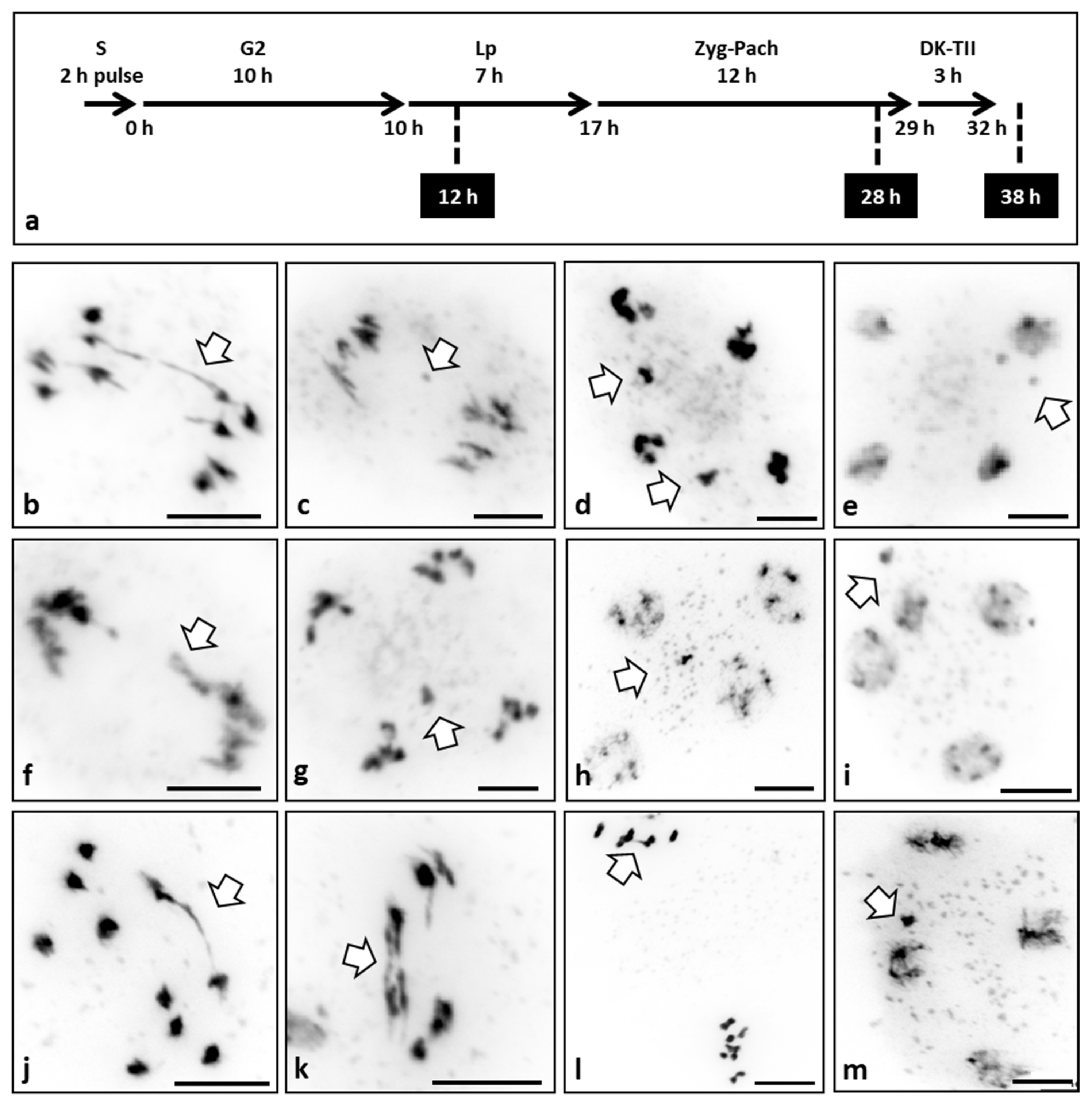 Plants 10 02568 g003