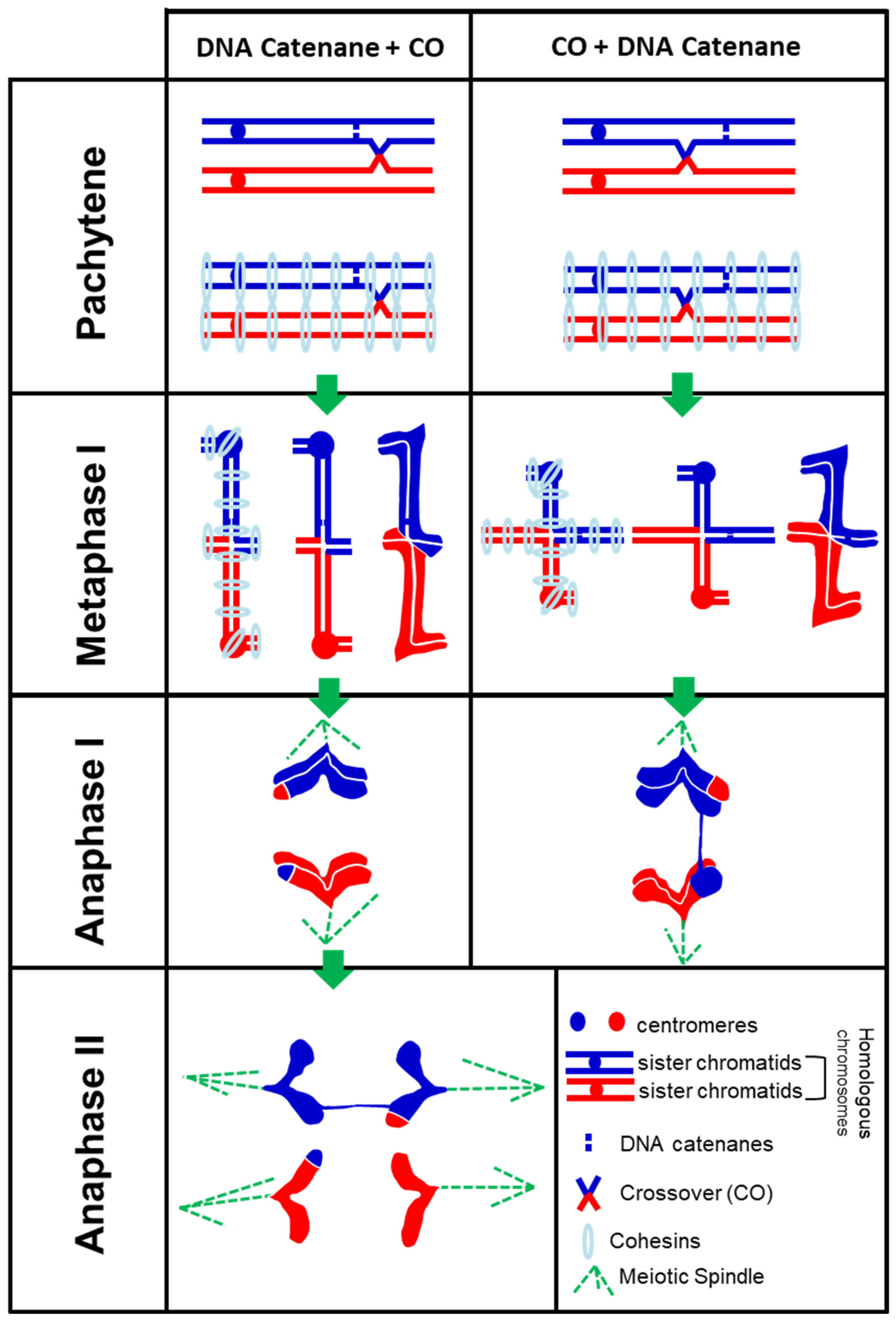 Plants 10 02568 g004
