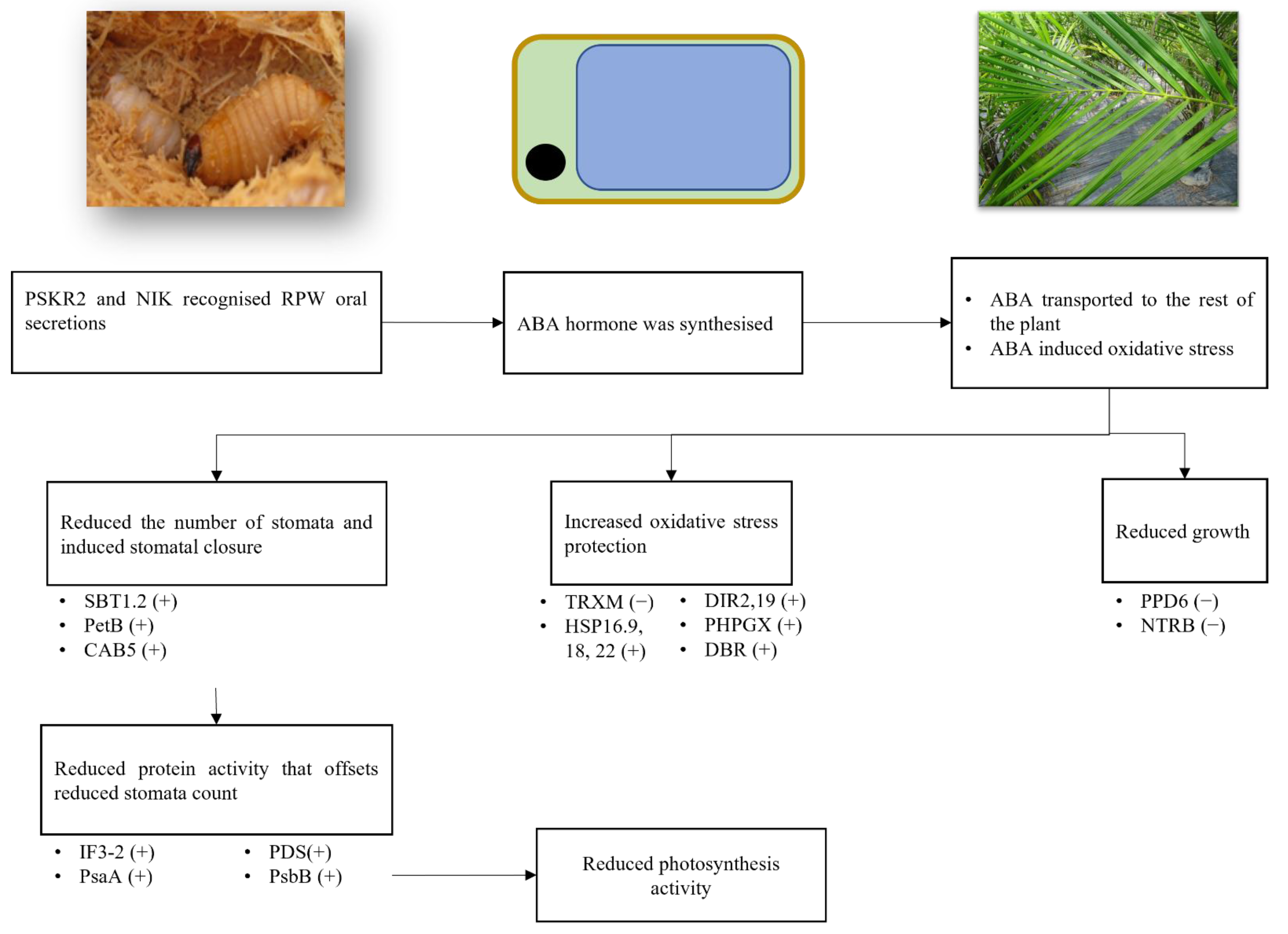 Plants 10 02574 g006