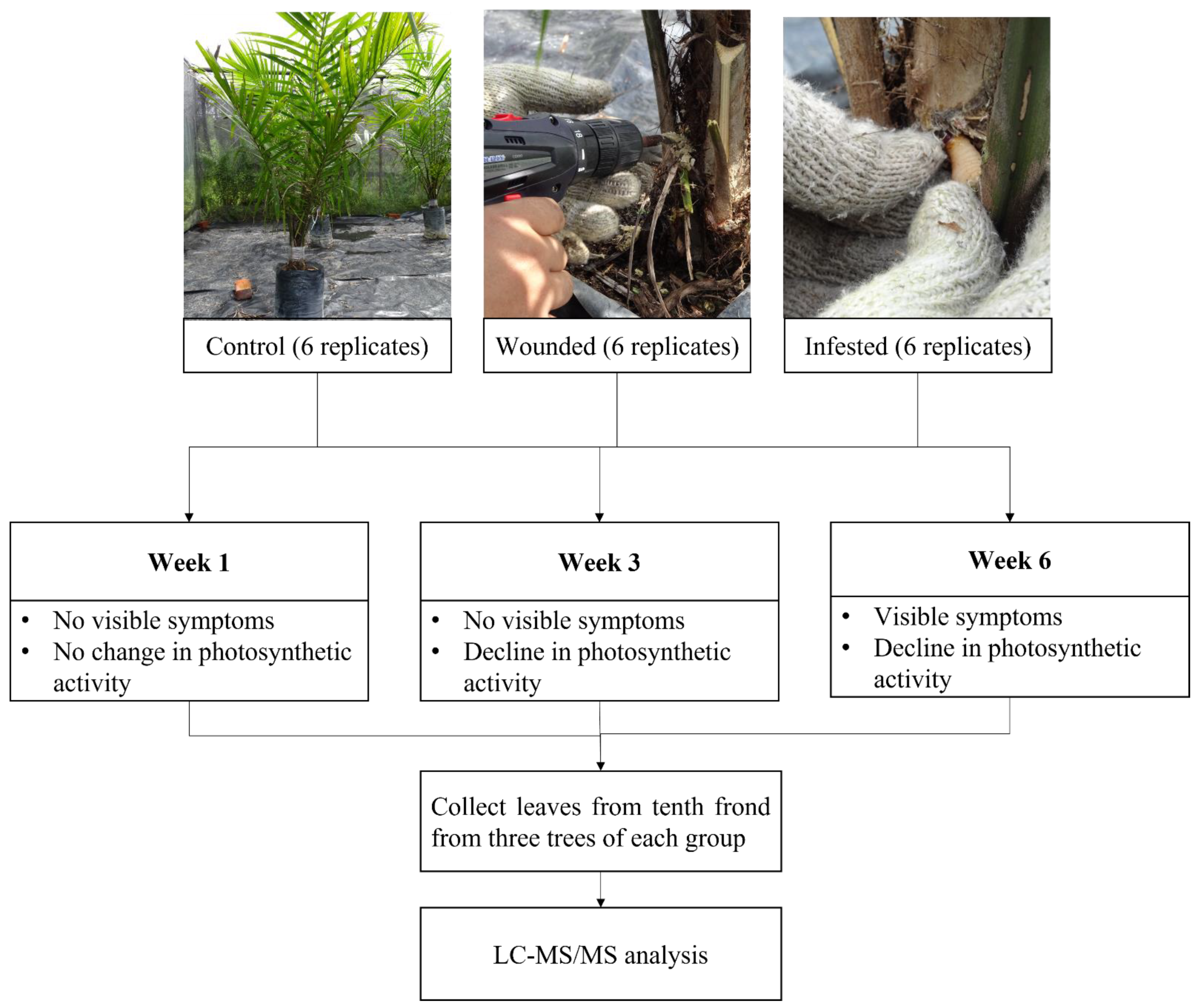 Plants 10 02574 g007