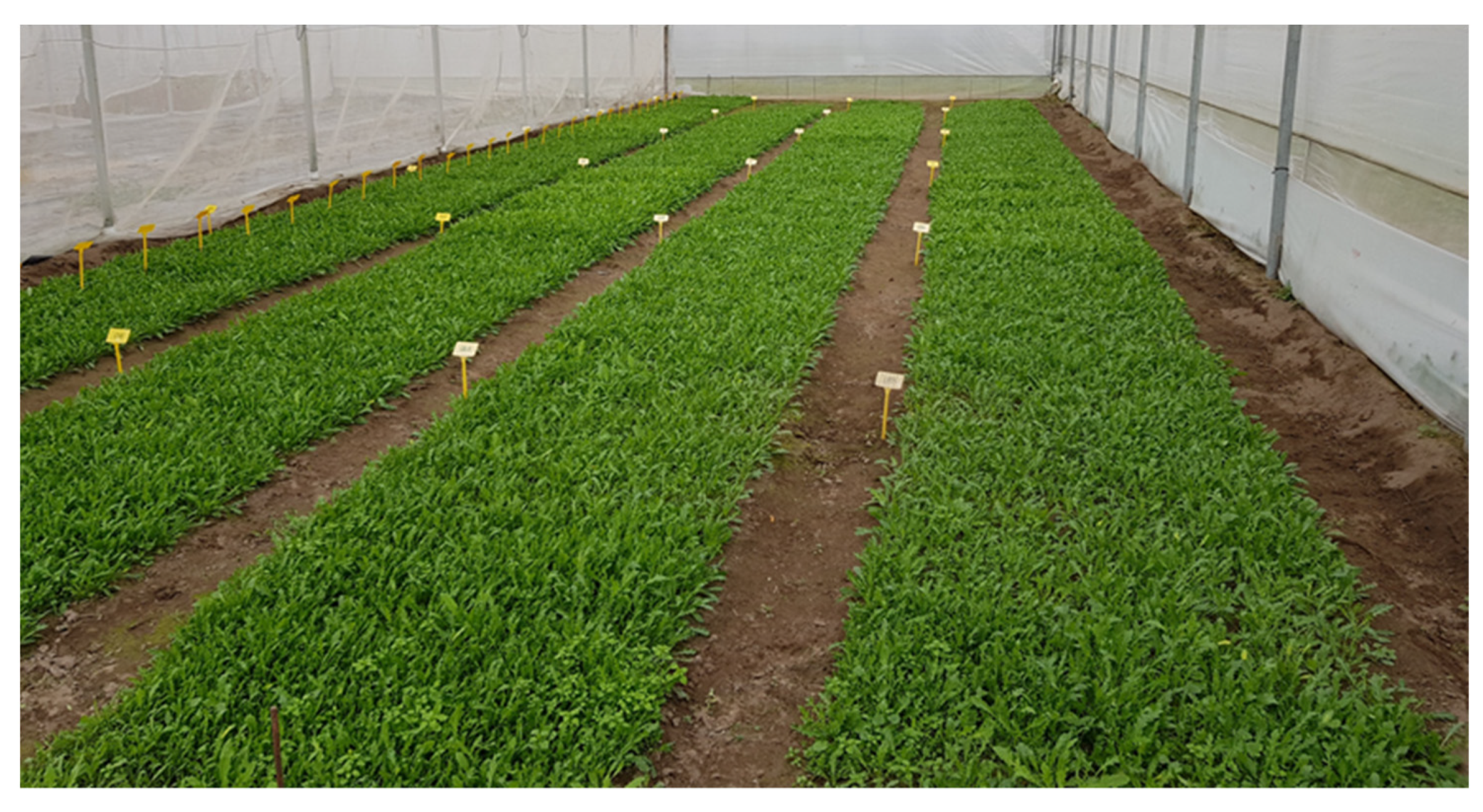 Plants 10 02575 g003