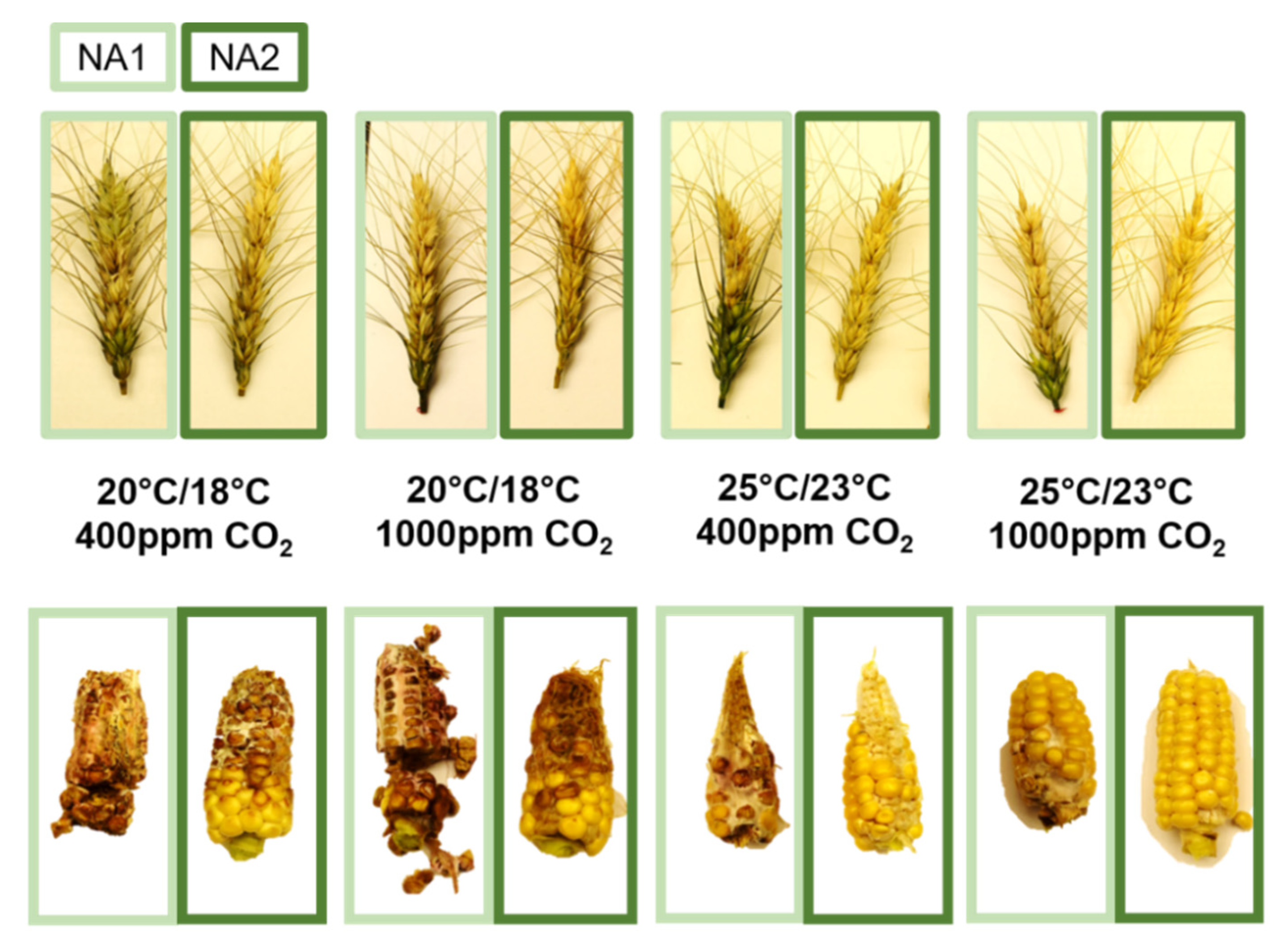 Plants 10 02582 g001