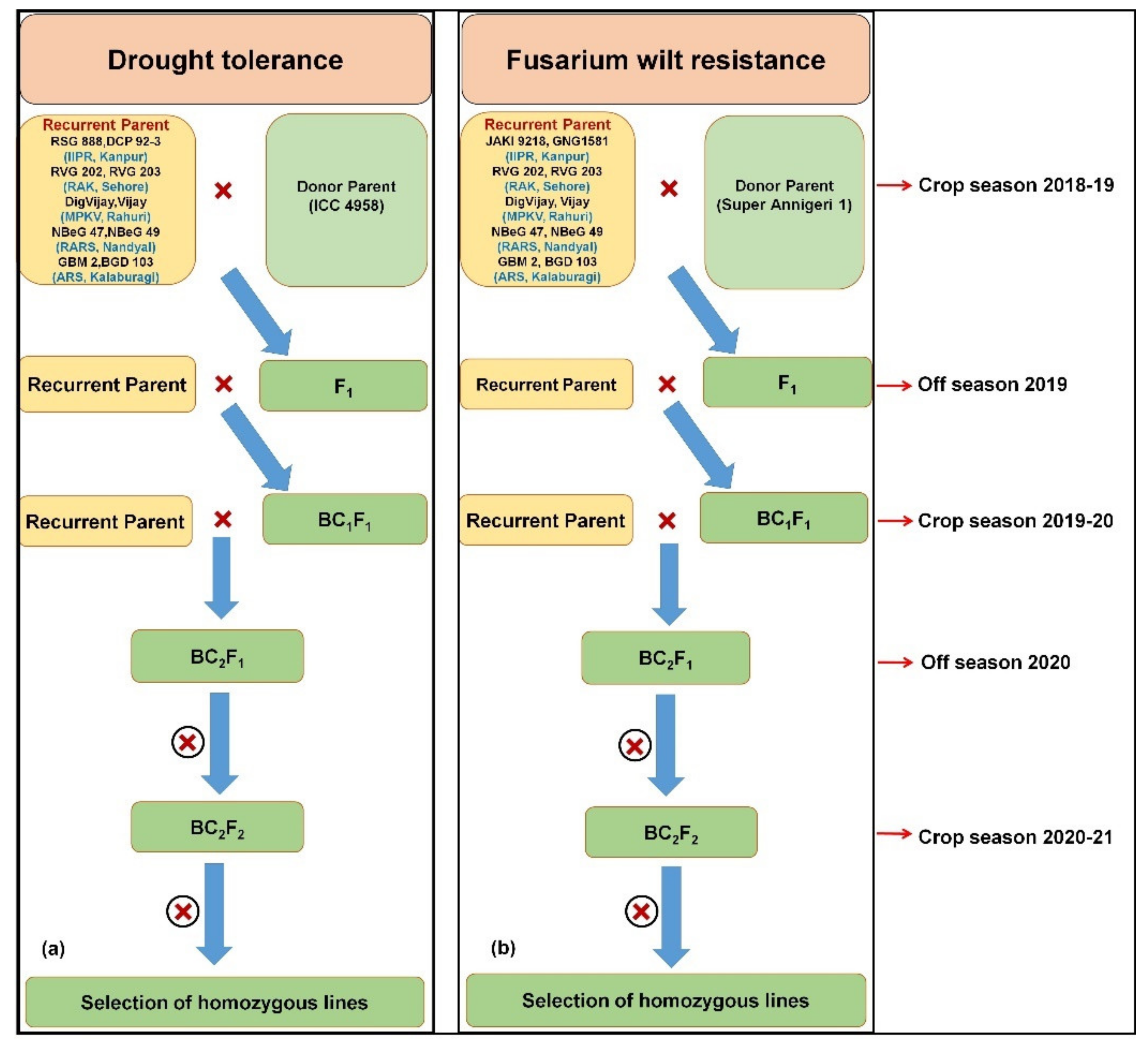 Plants 10 02583 g001