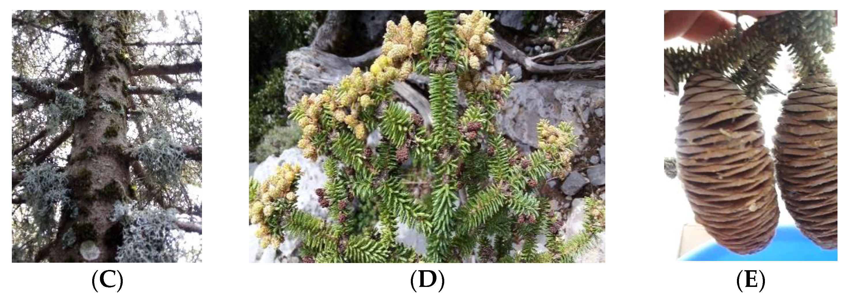 Plants 10 02606 g006b