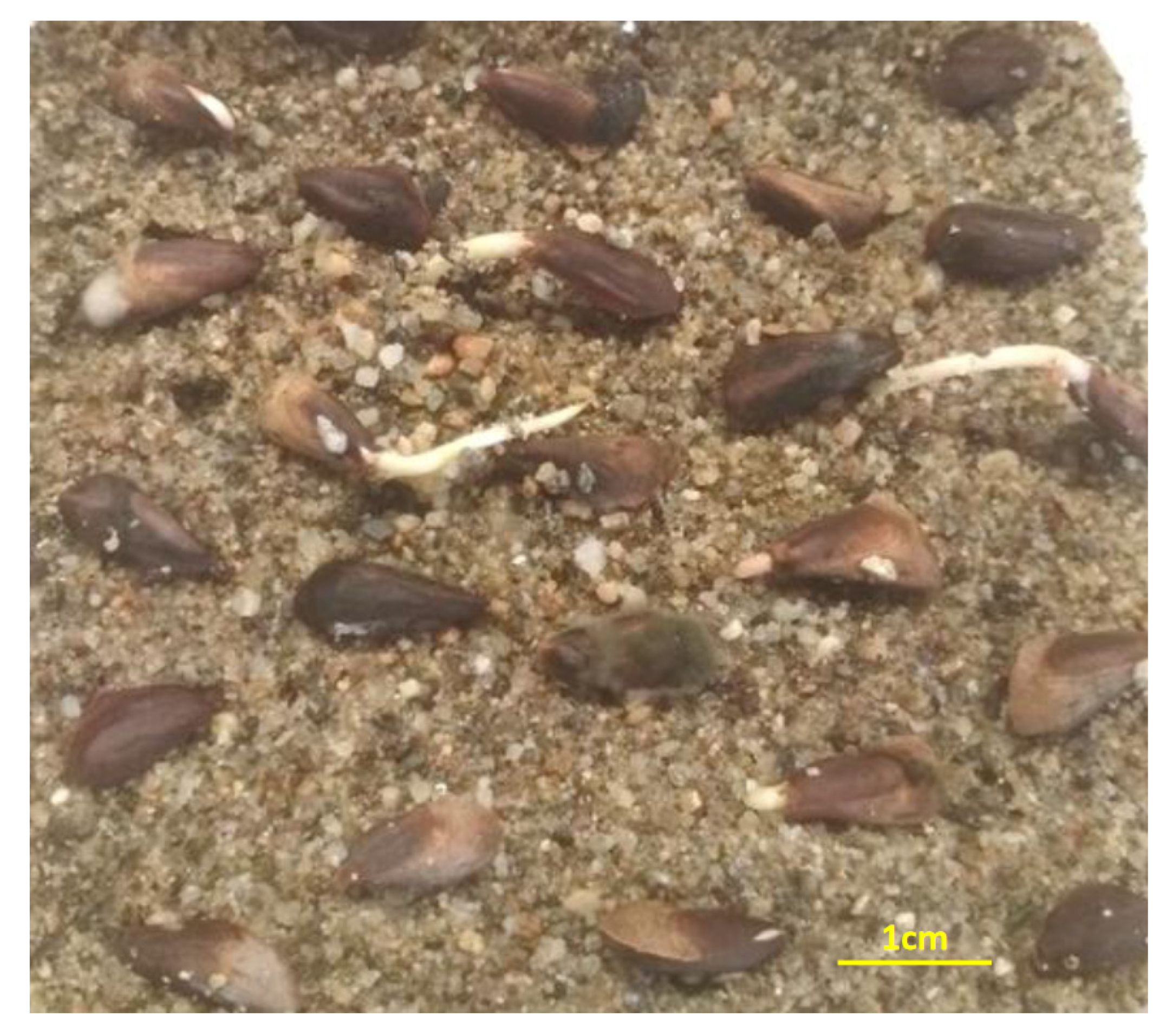 Plants 10 02606 g009