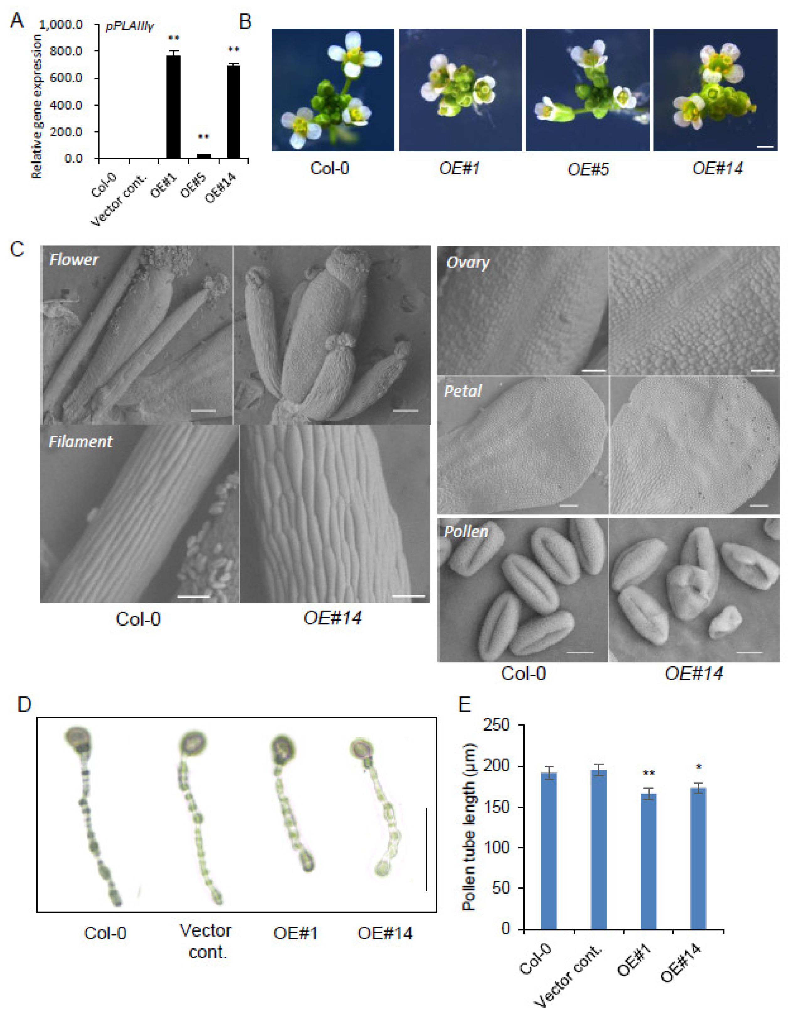 Plants 10 02615 g001