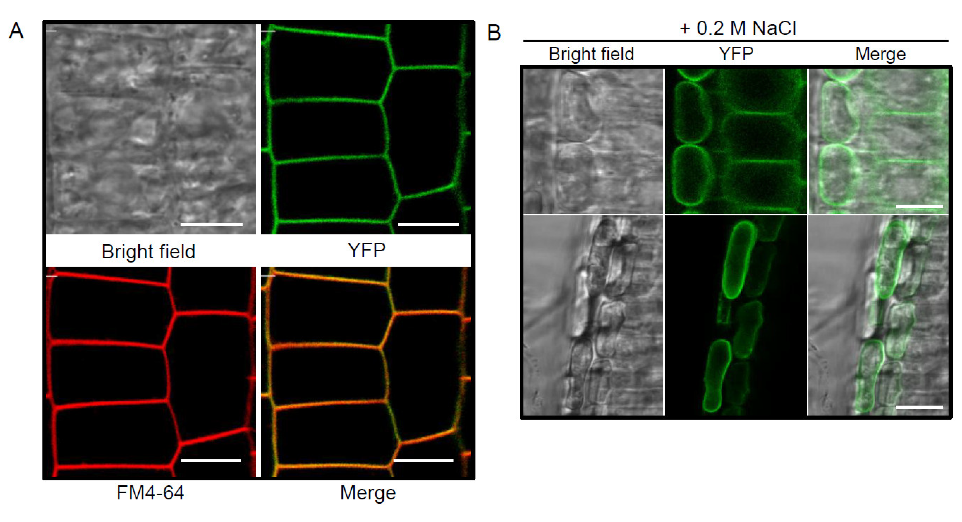 Plants 10 02615 g002