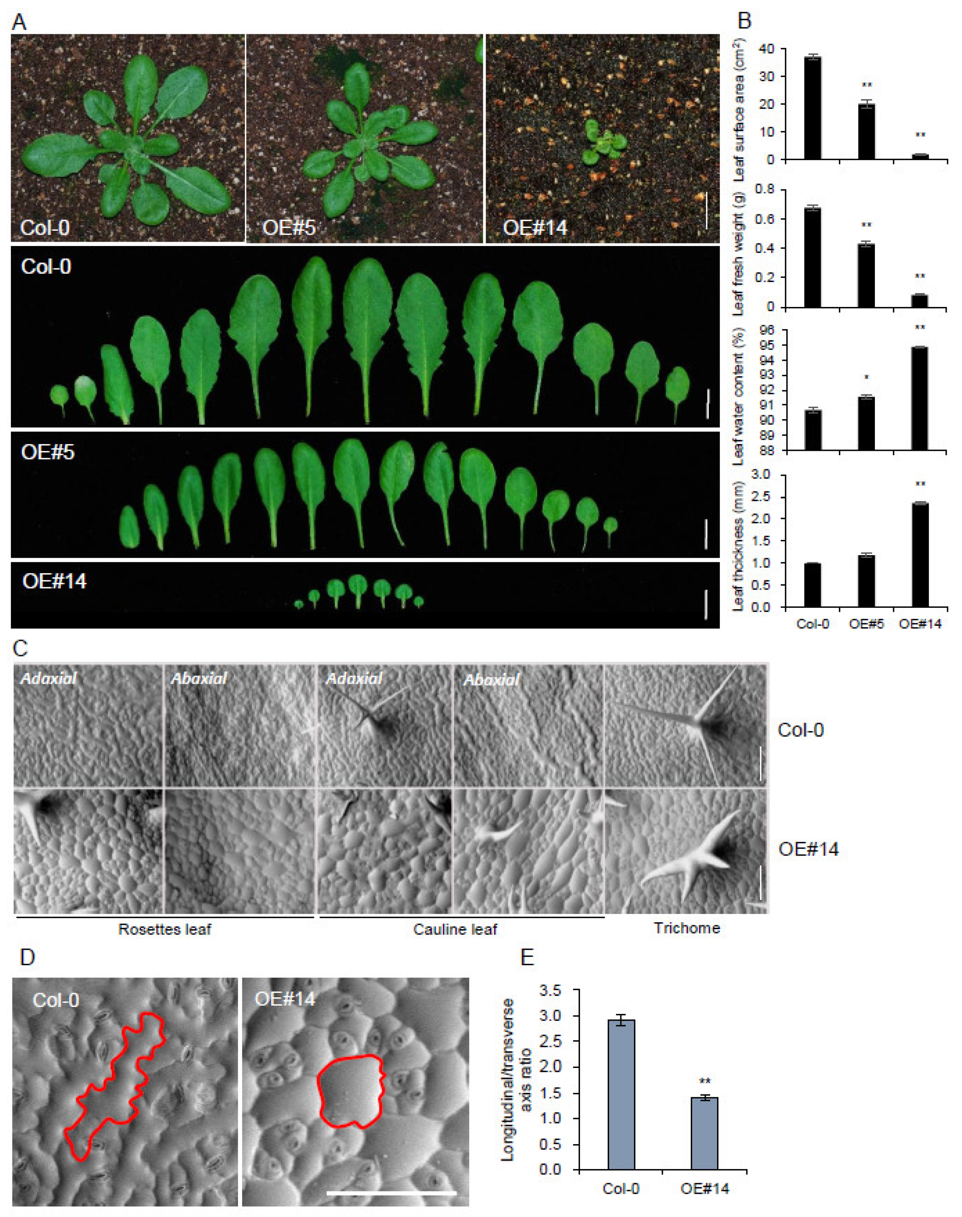 Plants 10 02615 g003