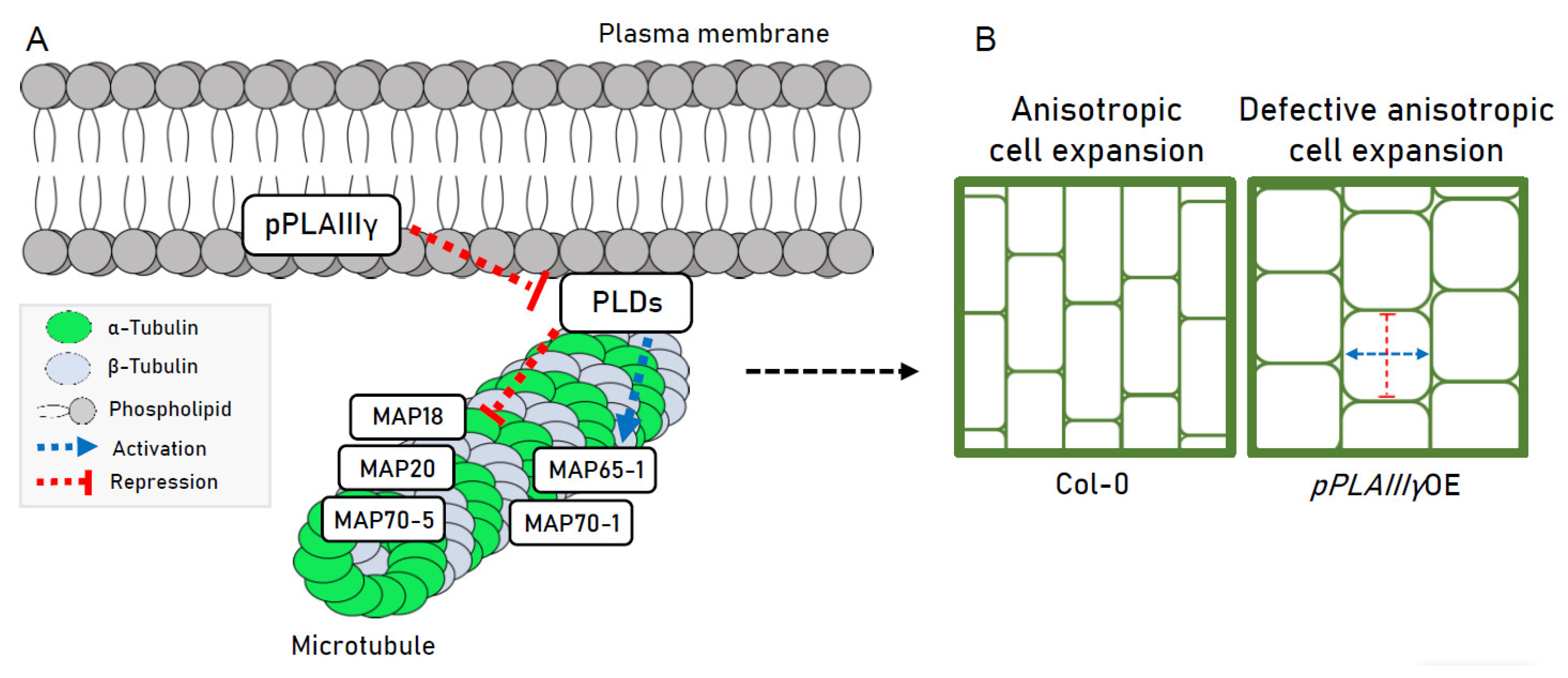 Plants 10 02615 g008