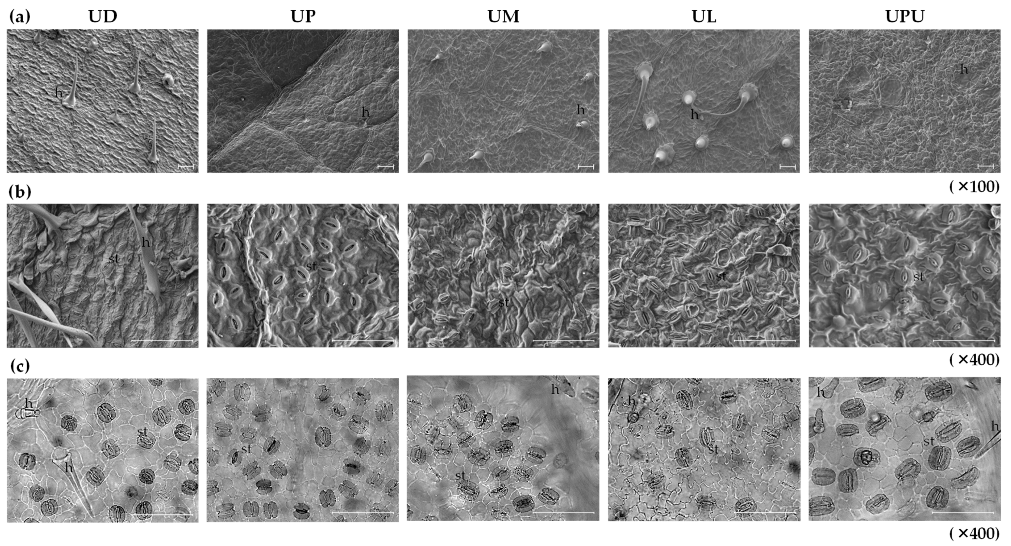 Plants 10 02617 g001
