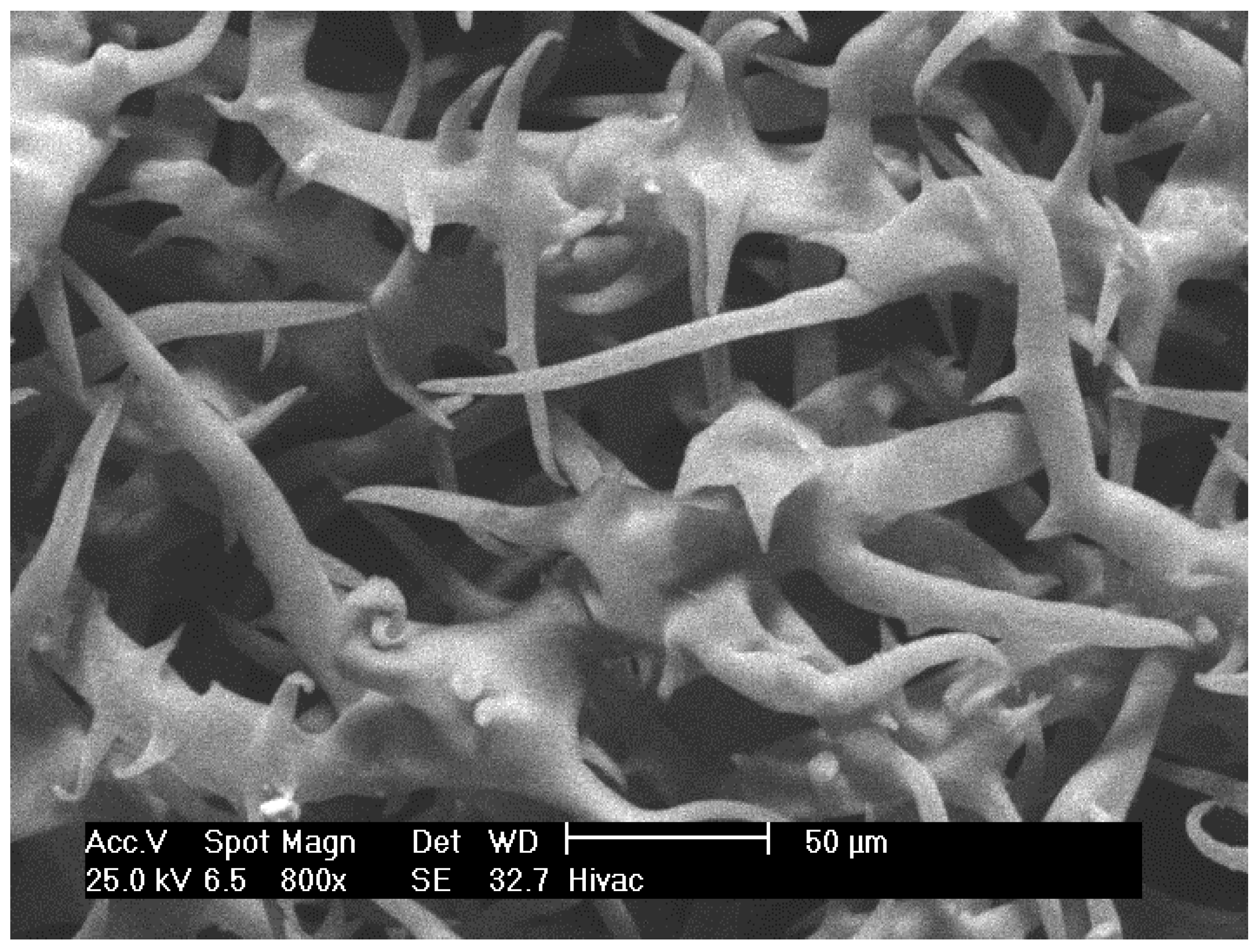 Plants 10 02618 g010