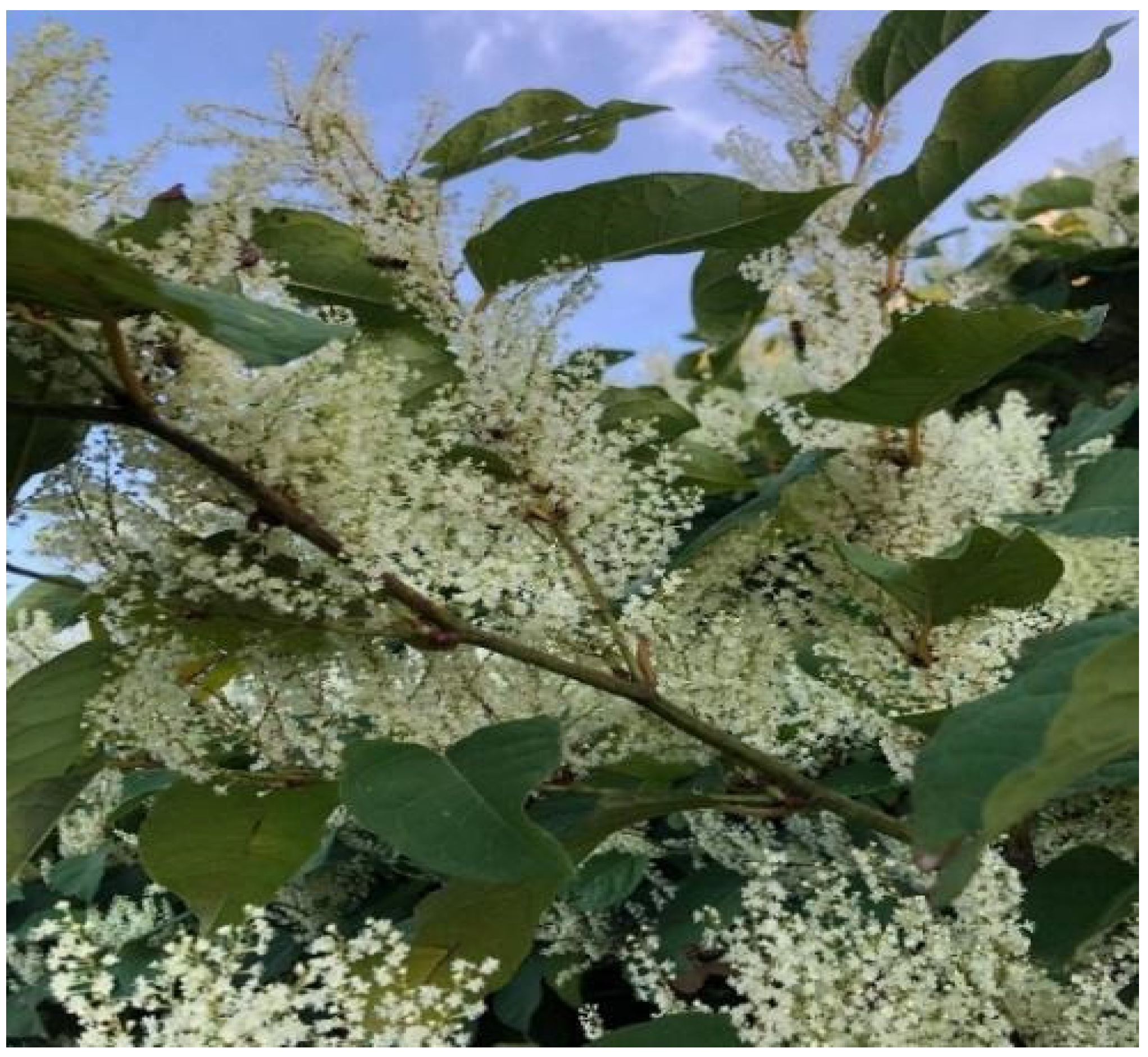 Plants 10 02621 g001