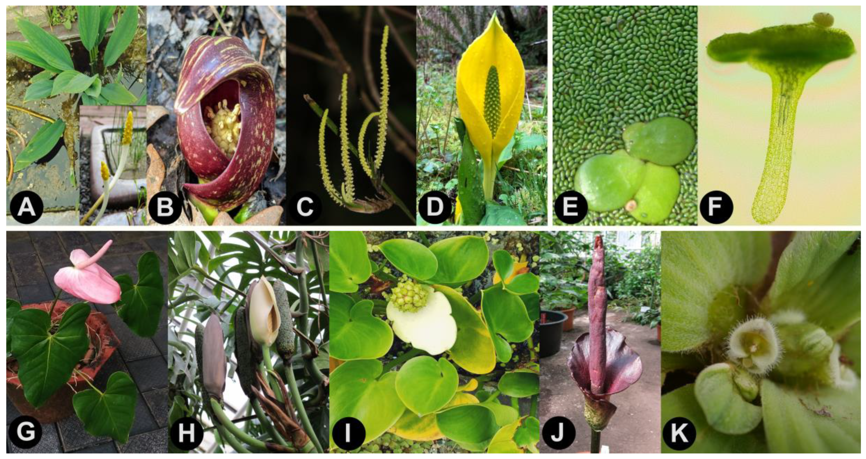 Plants 10 02639 g001