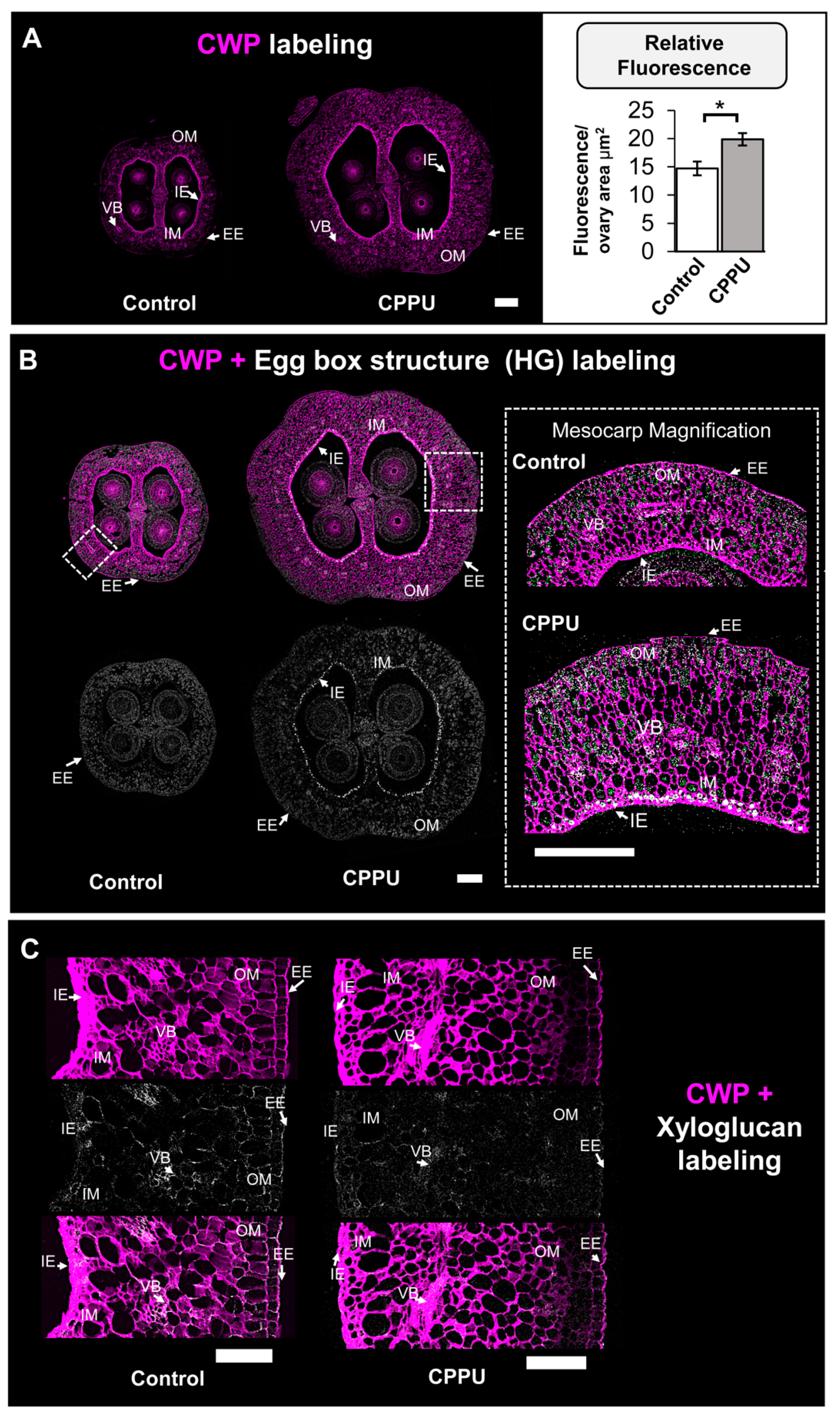 Plants 10 02642 g003