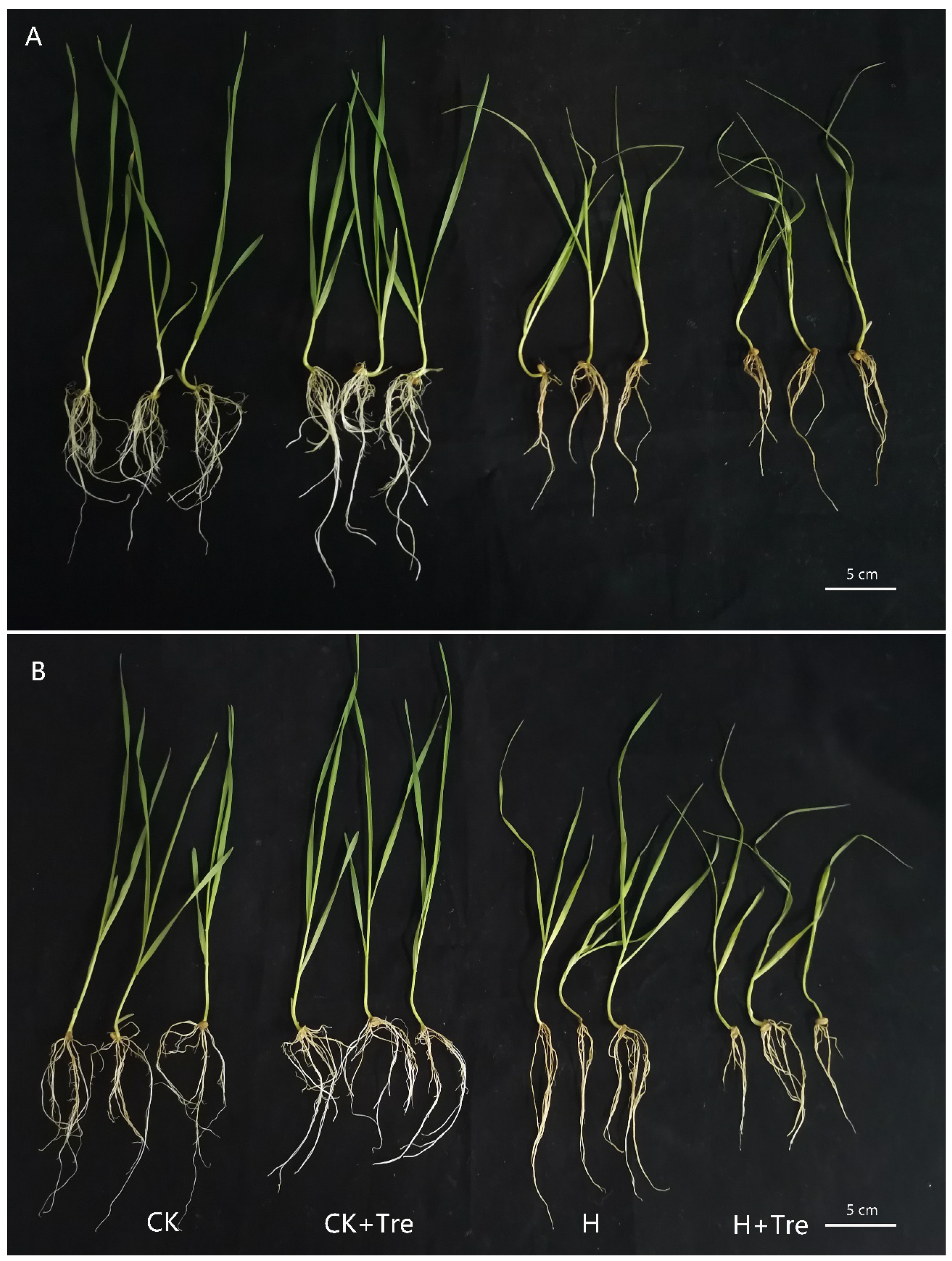 Plants 10 02644 g001 Plants 10 02644 g001