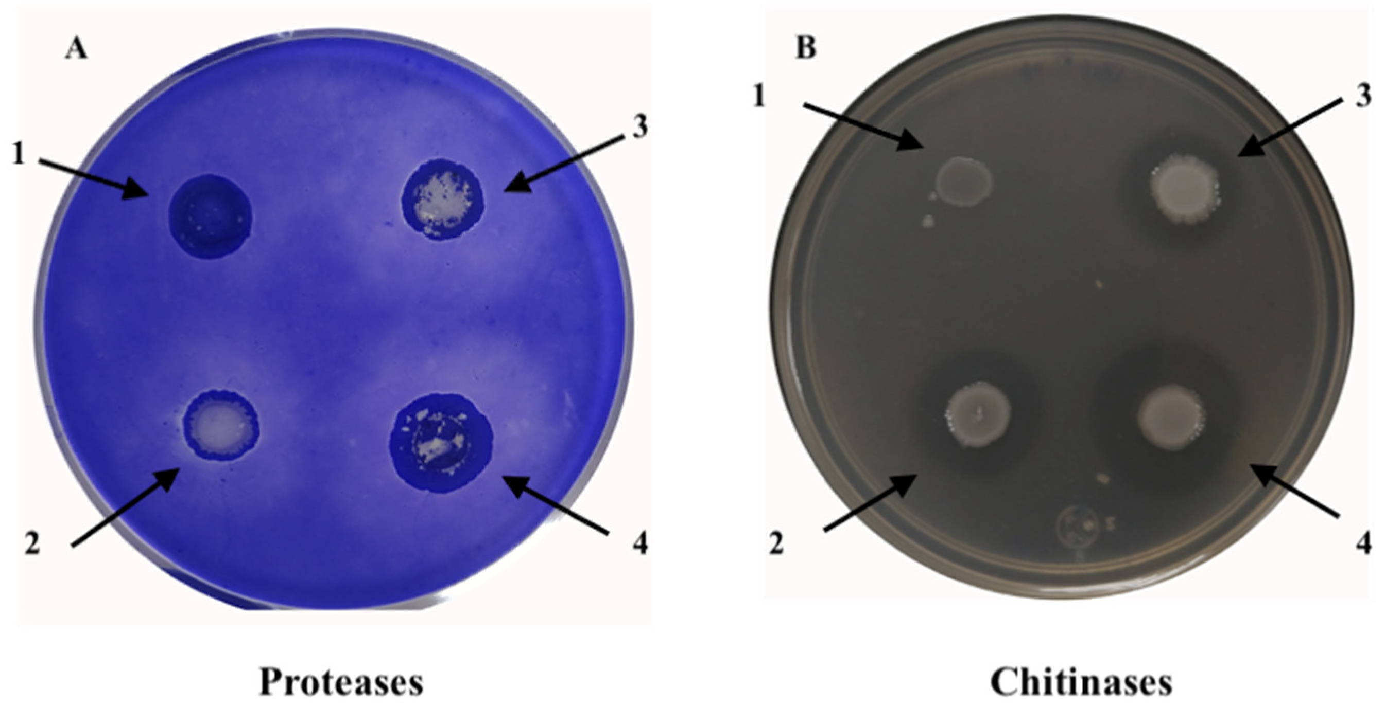 Plants 10 02655 g004