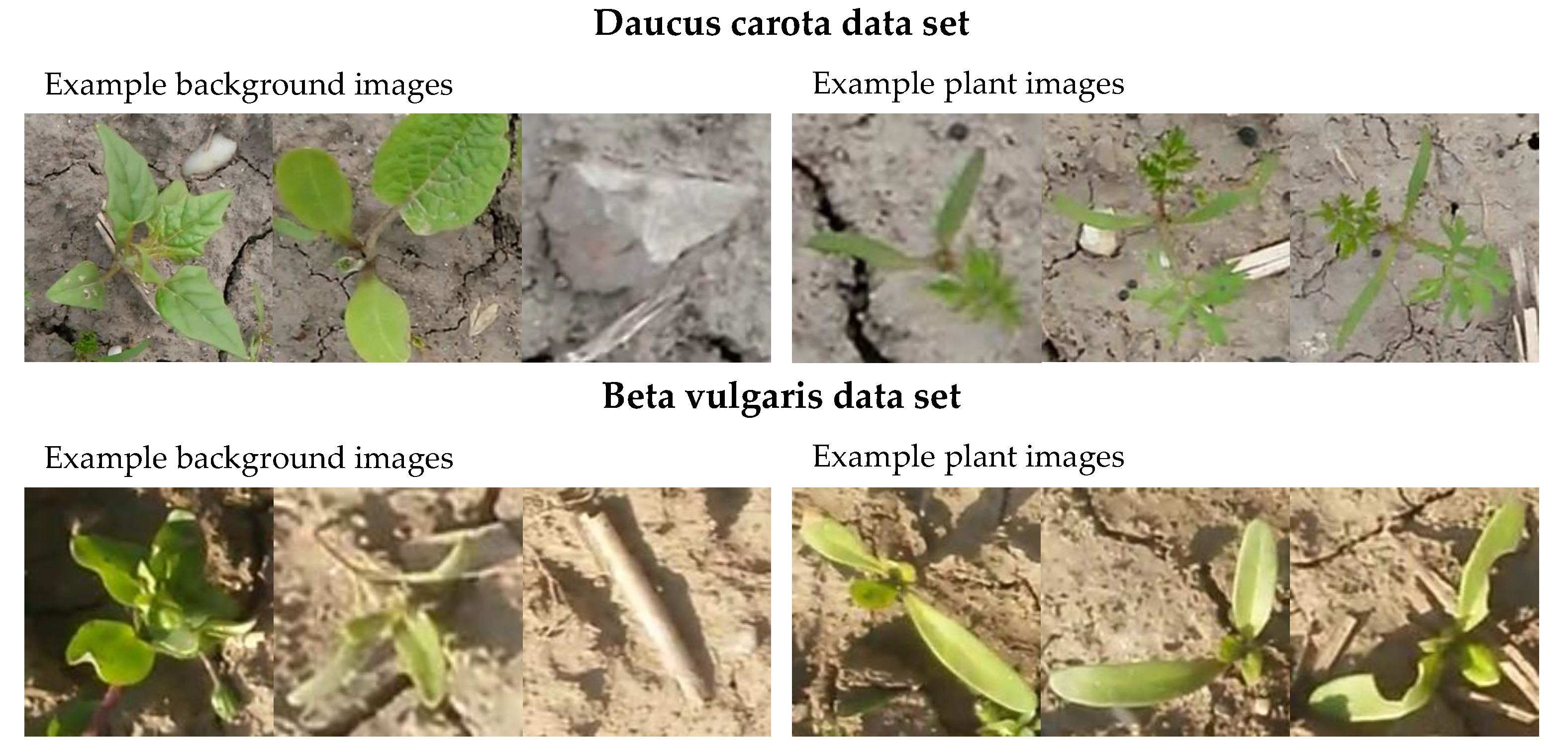 Plants 10 02674 g001 Plants 10 02674 g001