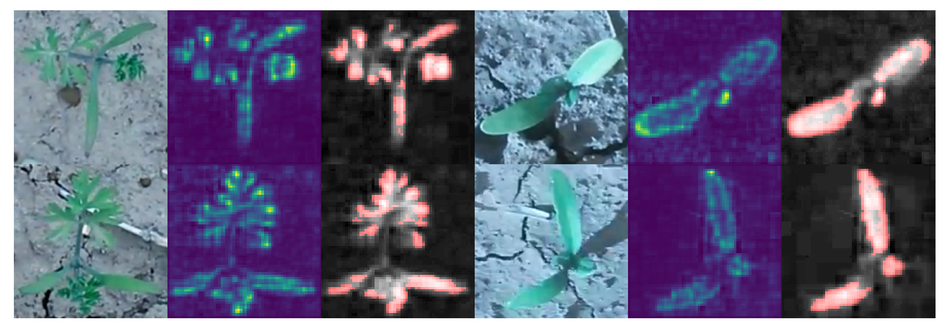 Plants 10 02674 g008 Plants 10 02674 g008