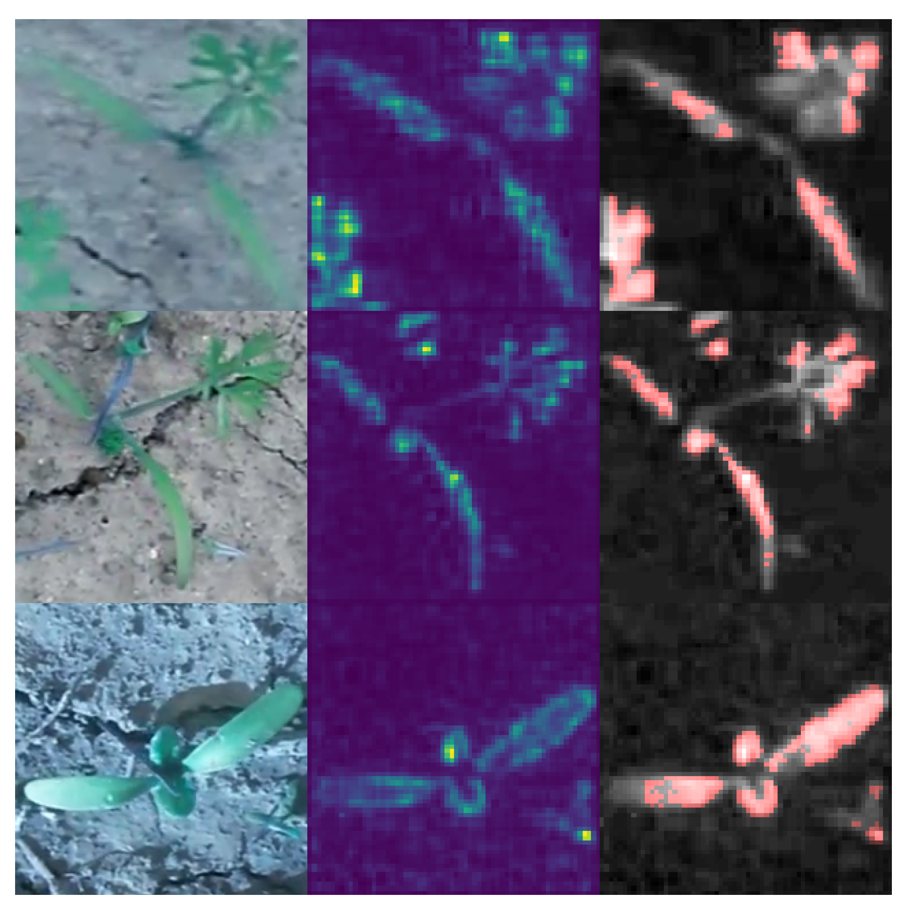 Plants 10 02674 g009 Plants 10 02674 g009