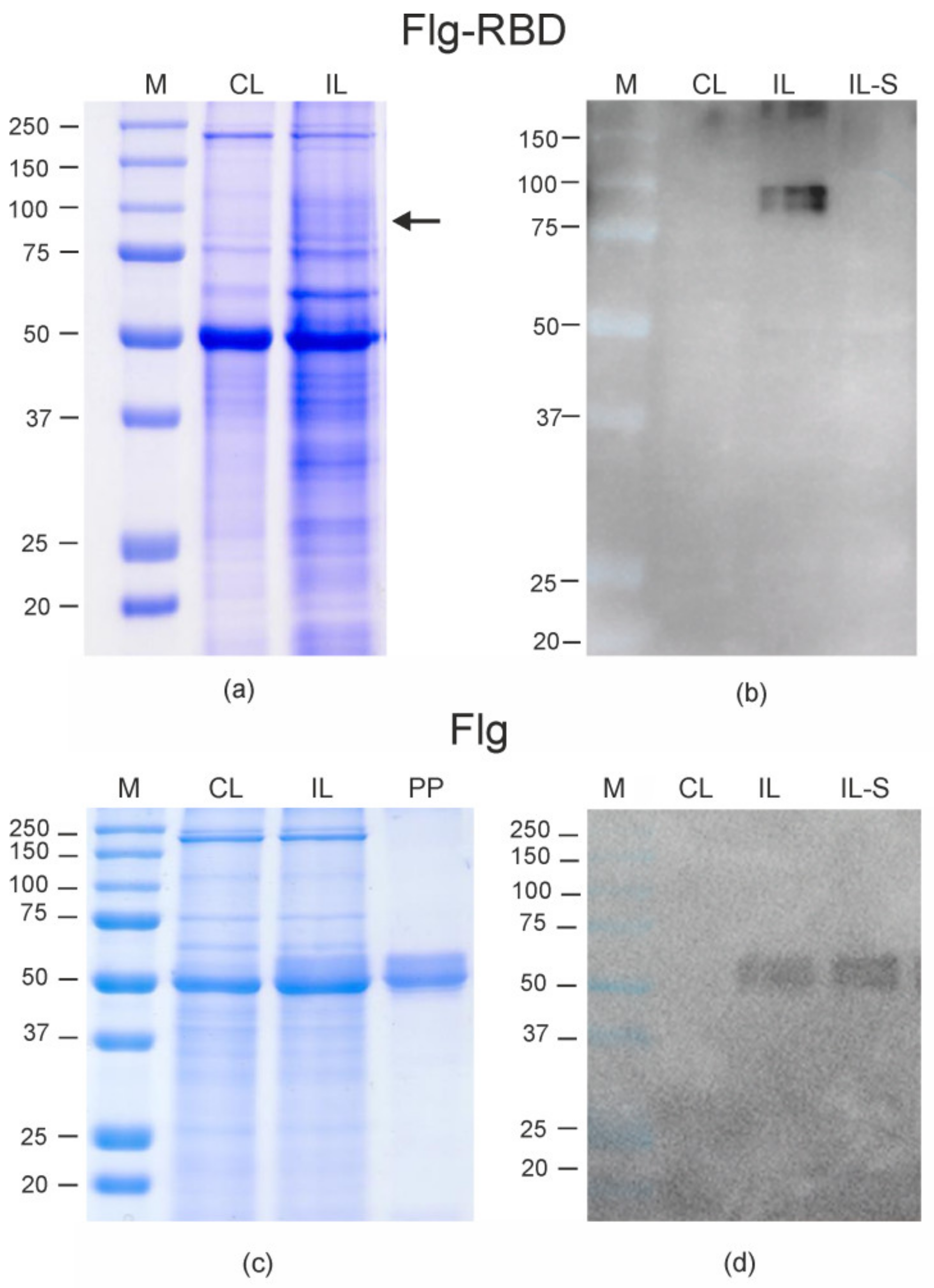 Plants 10 02682 g002