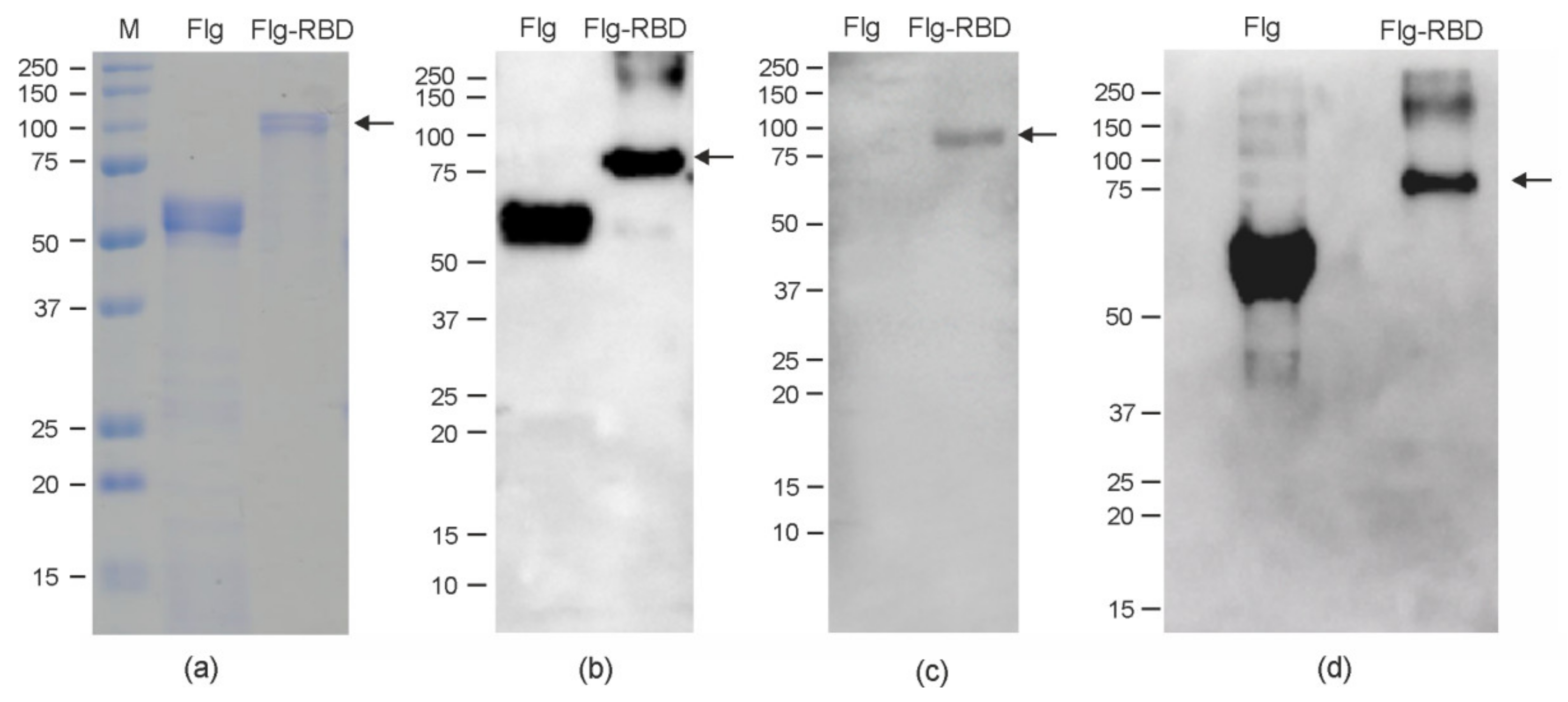 Plants 10 02682 g003