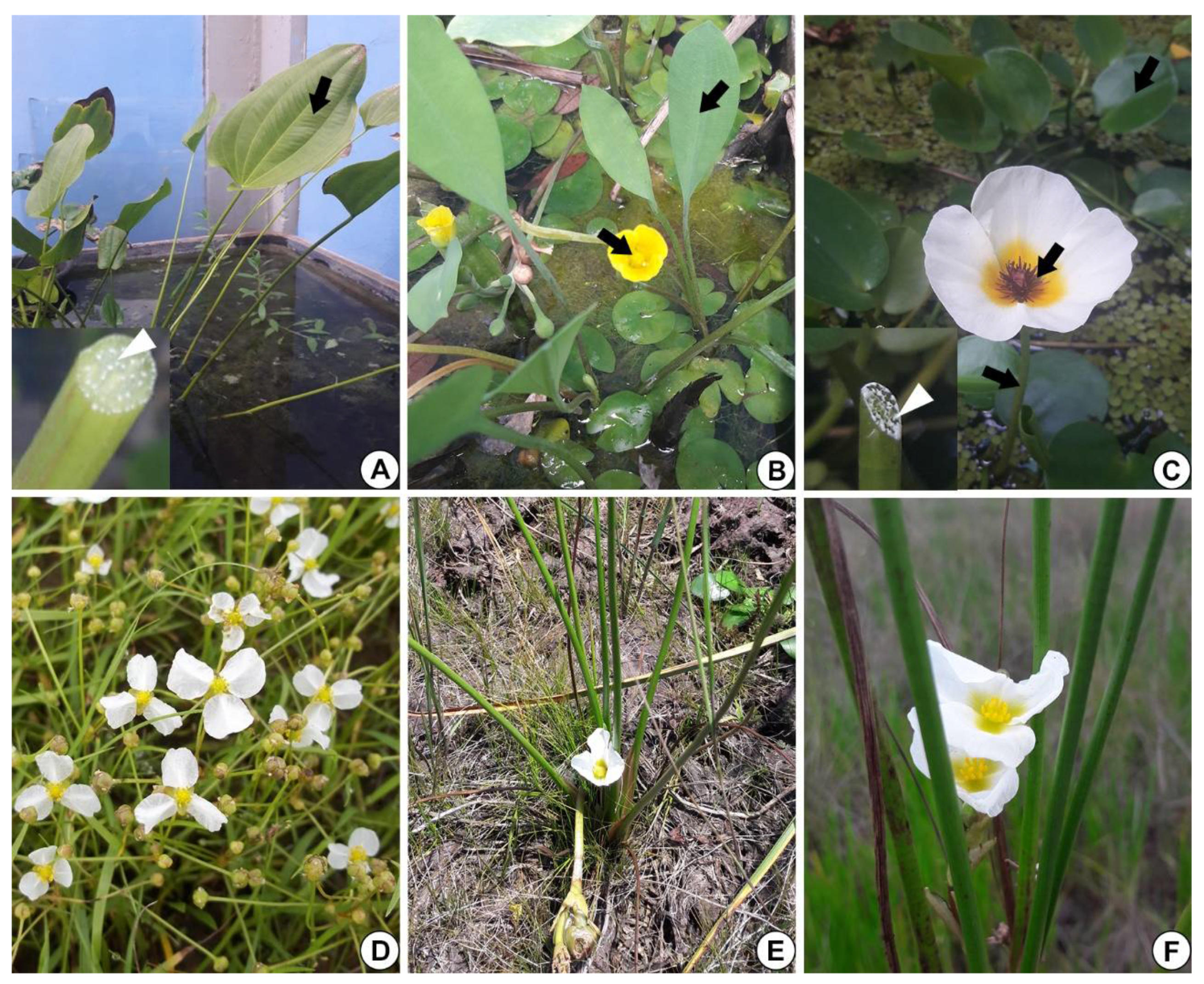 Plants 10 02694 g001