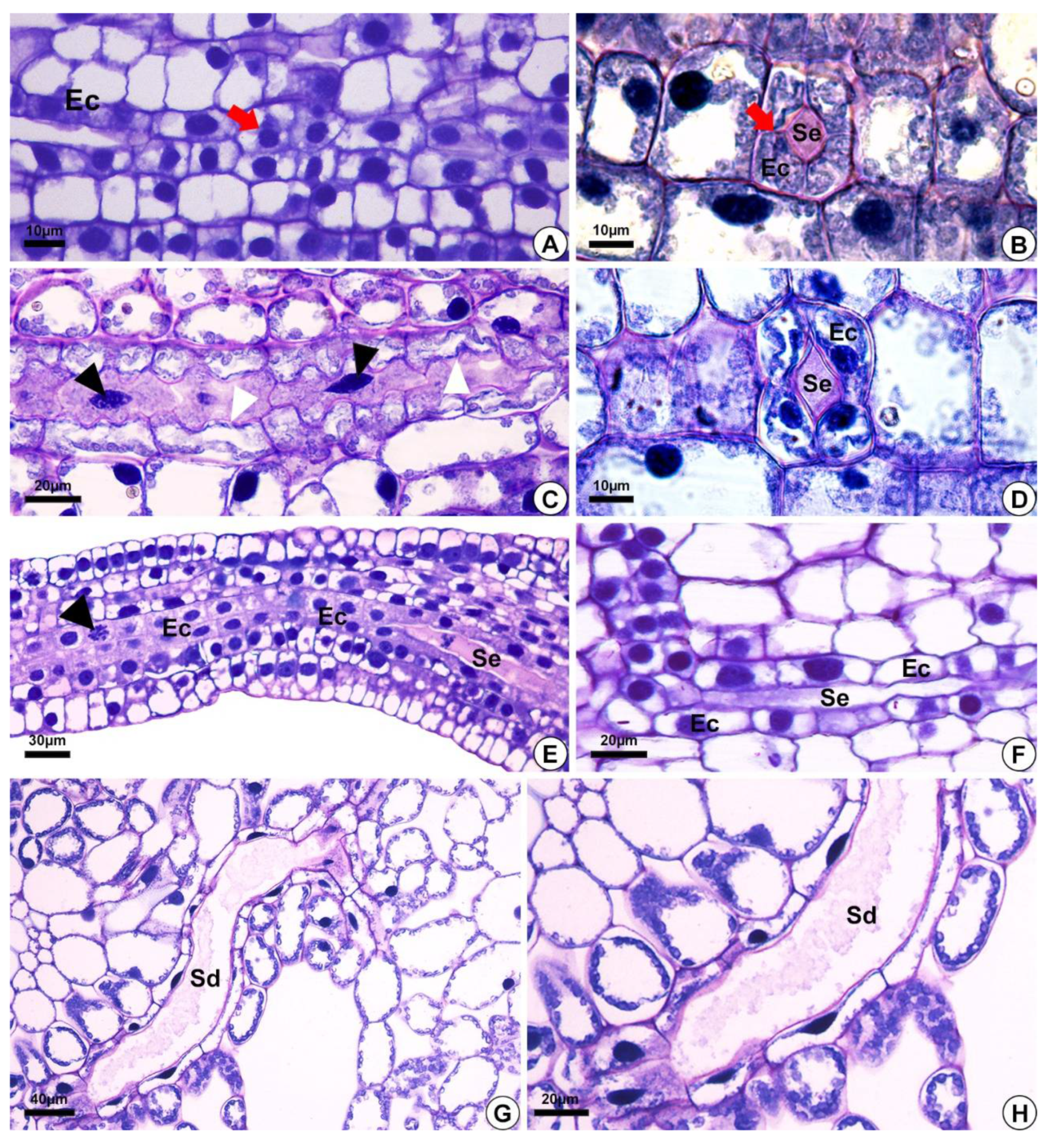 Plants 10 02694 g002