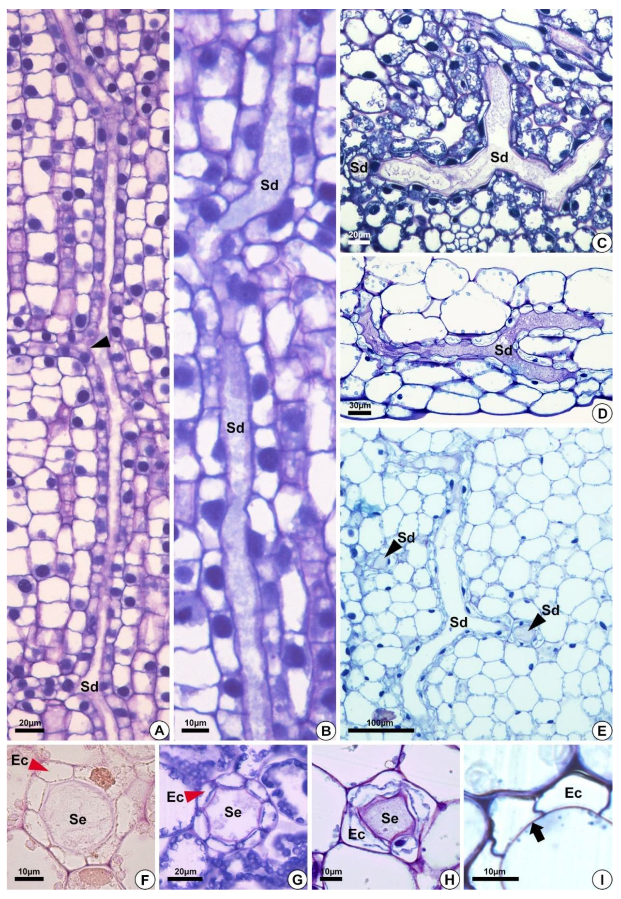 Plants 10 02694 g003