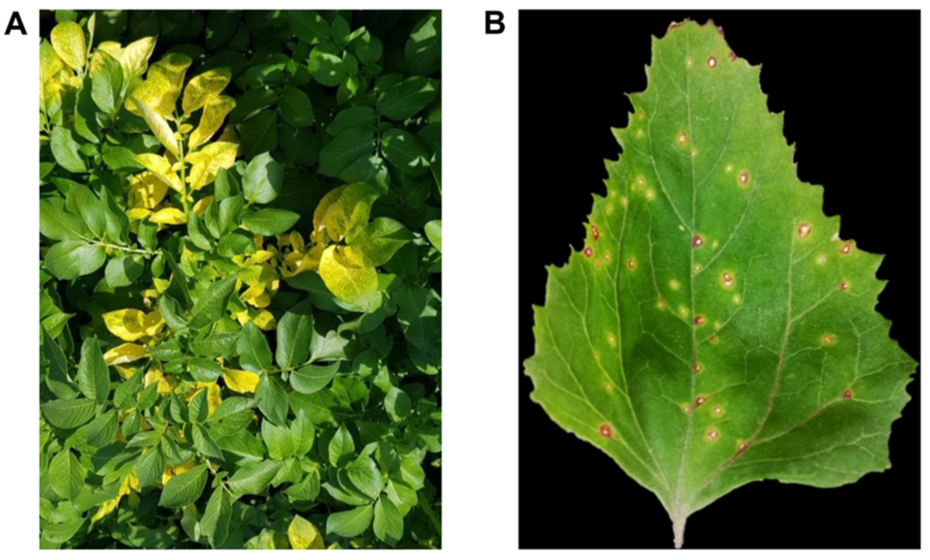 Plants 10 02701 g002 Plants 10 02701 g002