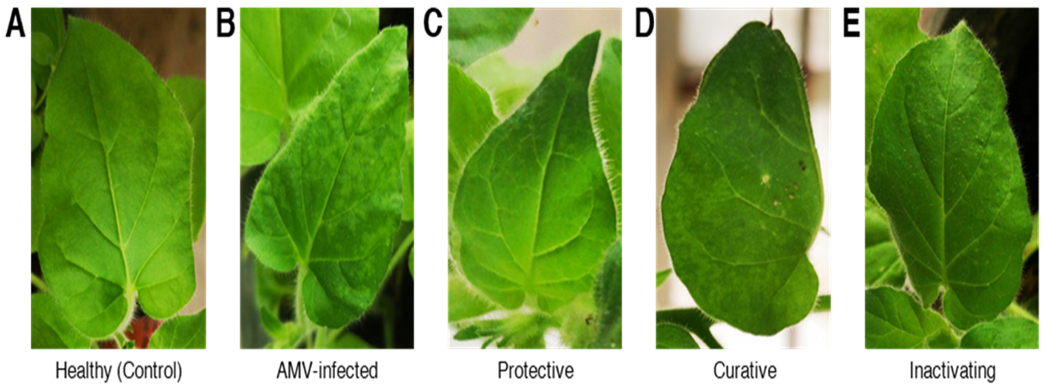 Plants 10 02701 g004 Plants 10 02701 g004