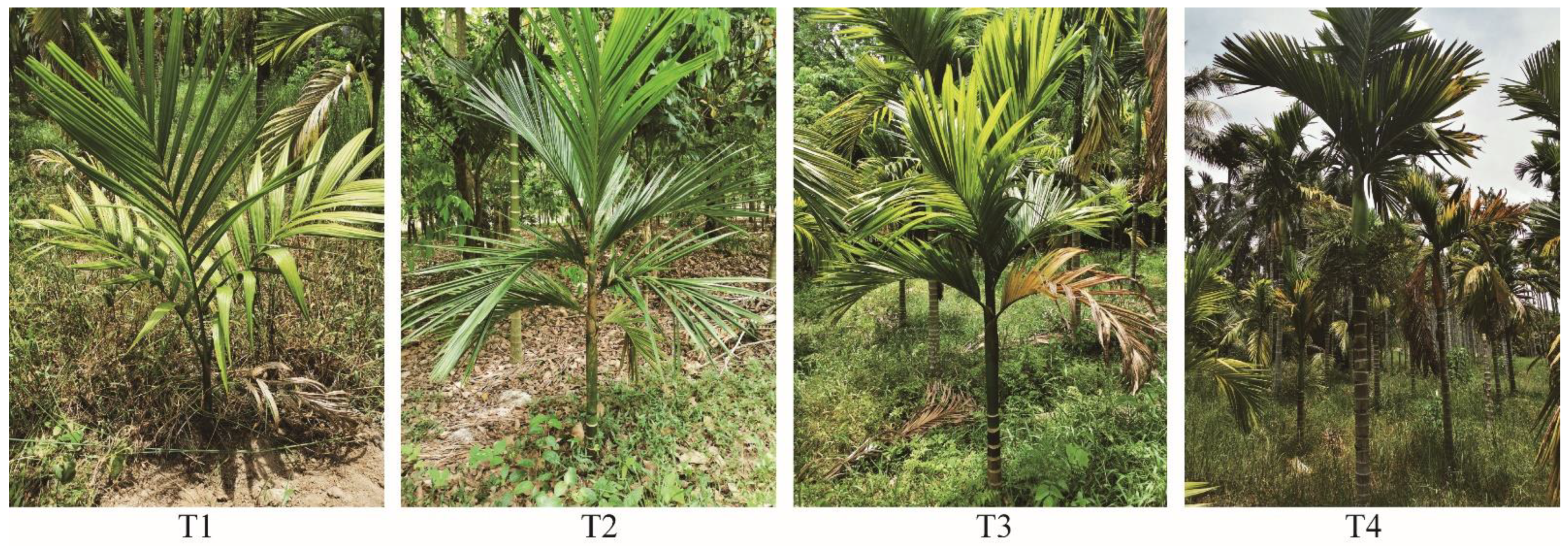 Plants 10 02706 g001