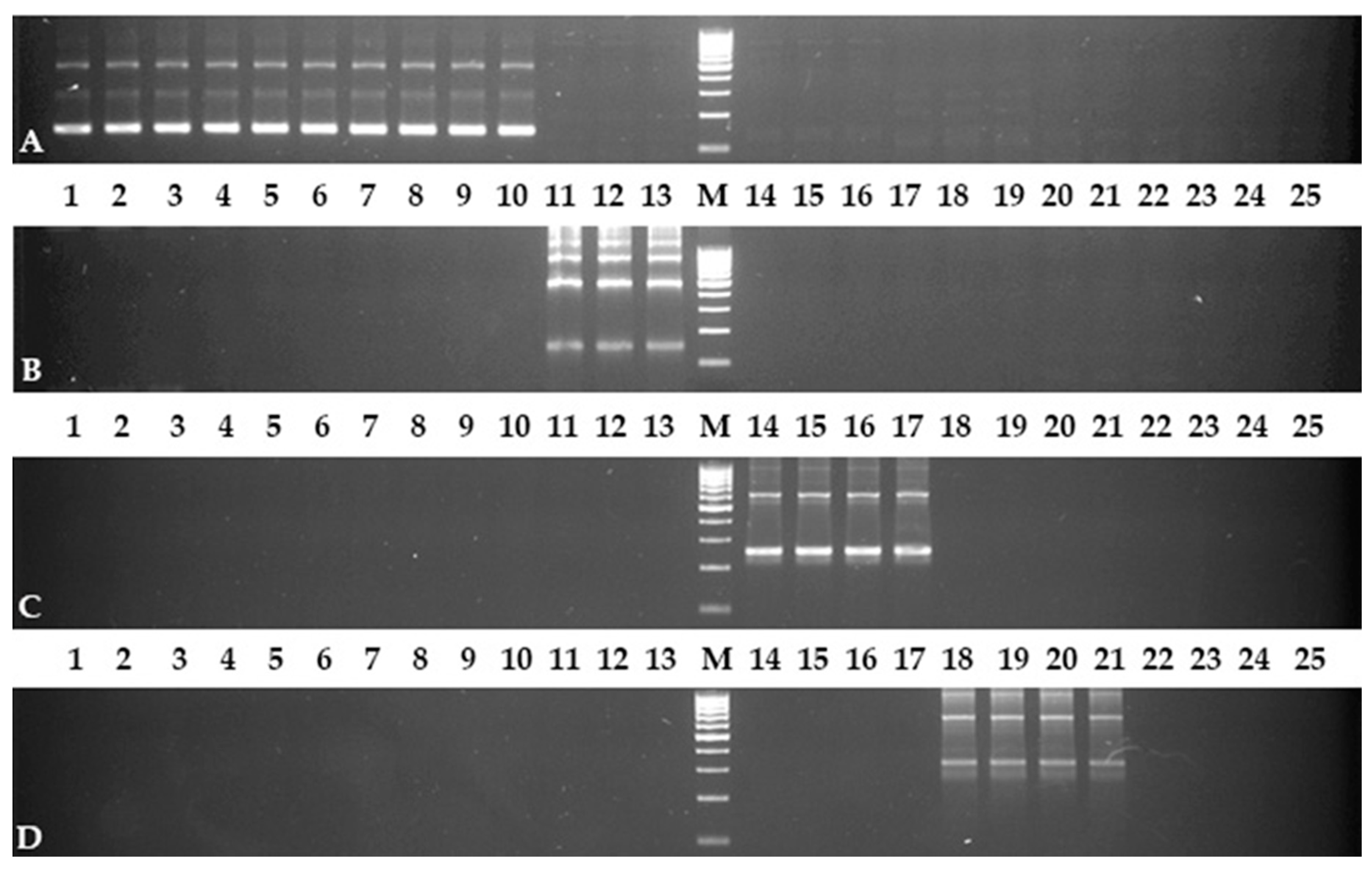 Plants 10 02713 g001