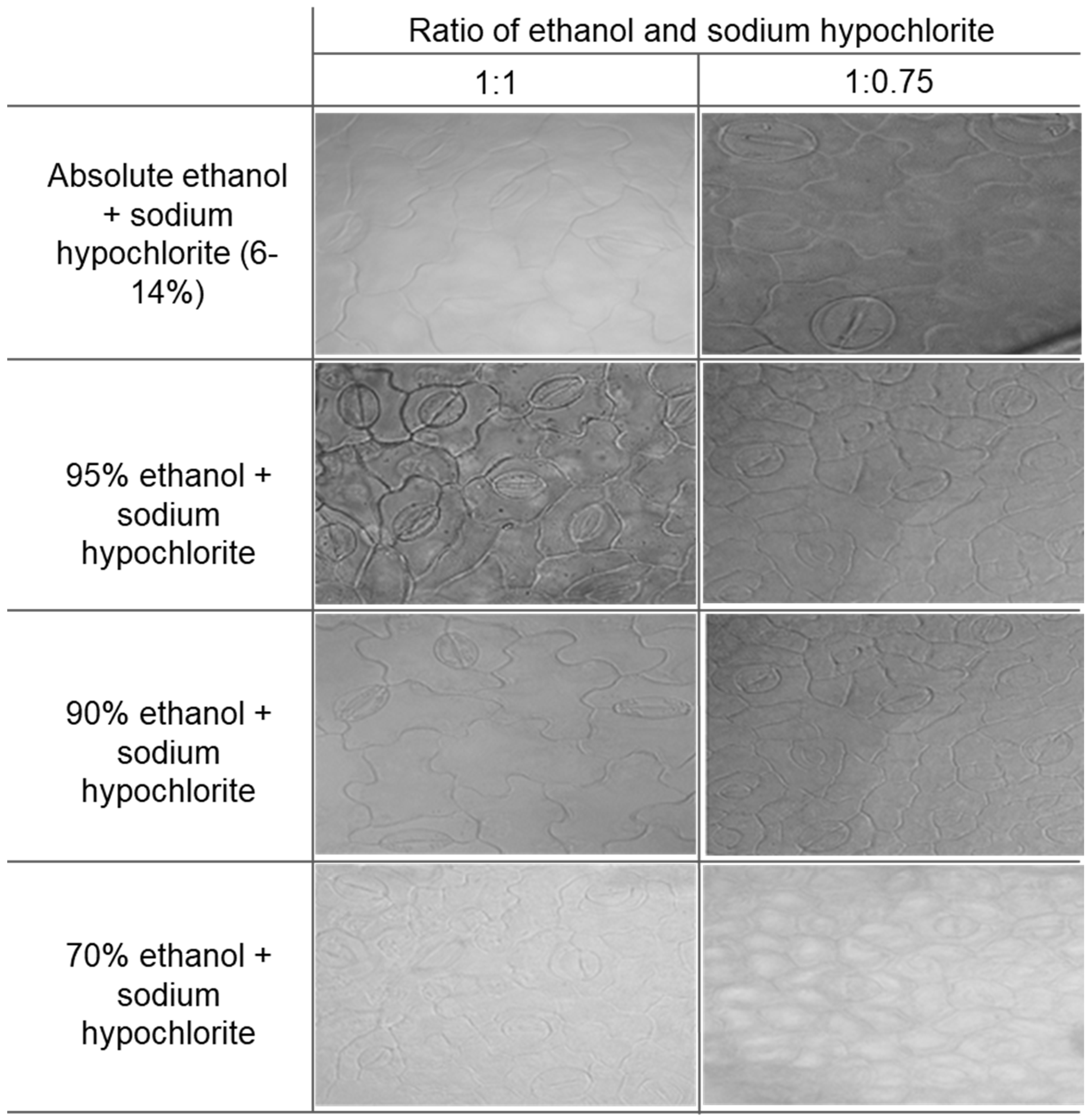 Plants 10 02714 g001