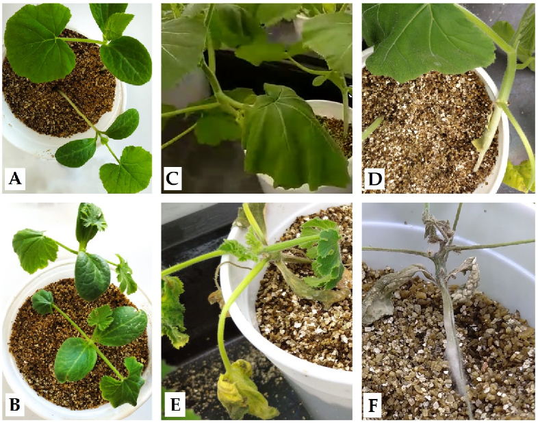 Plants 10 02718 g001