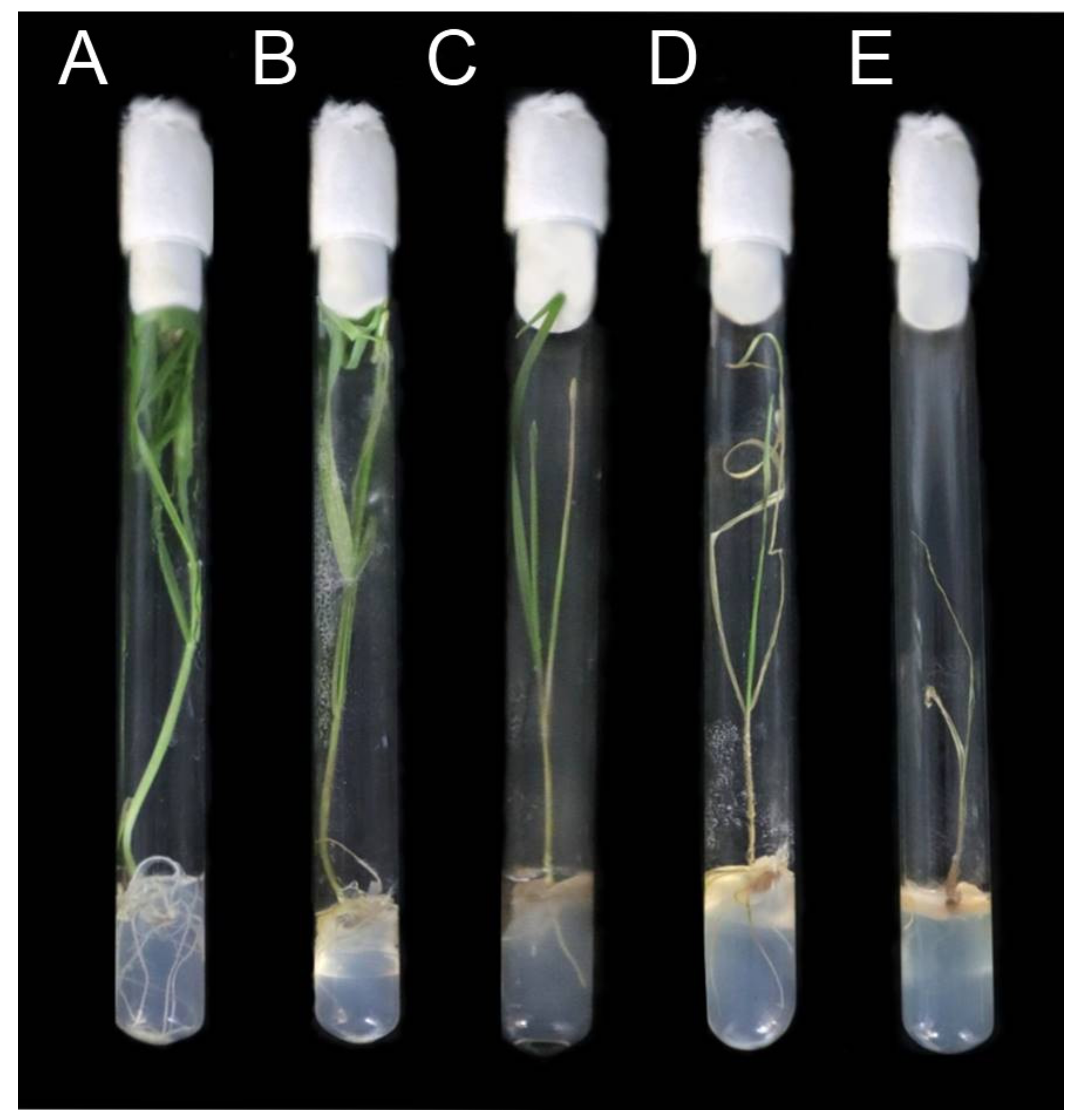 Plants 10 02723 g006