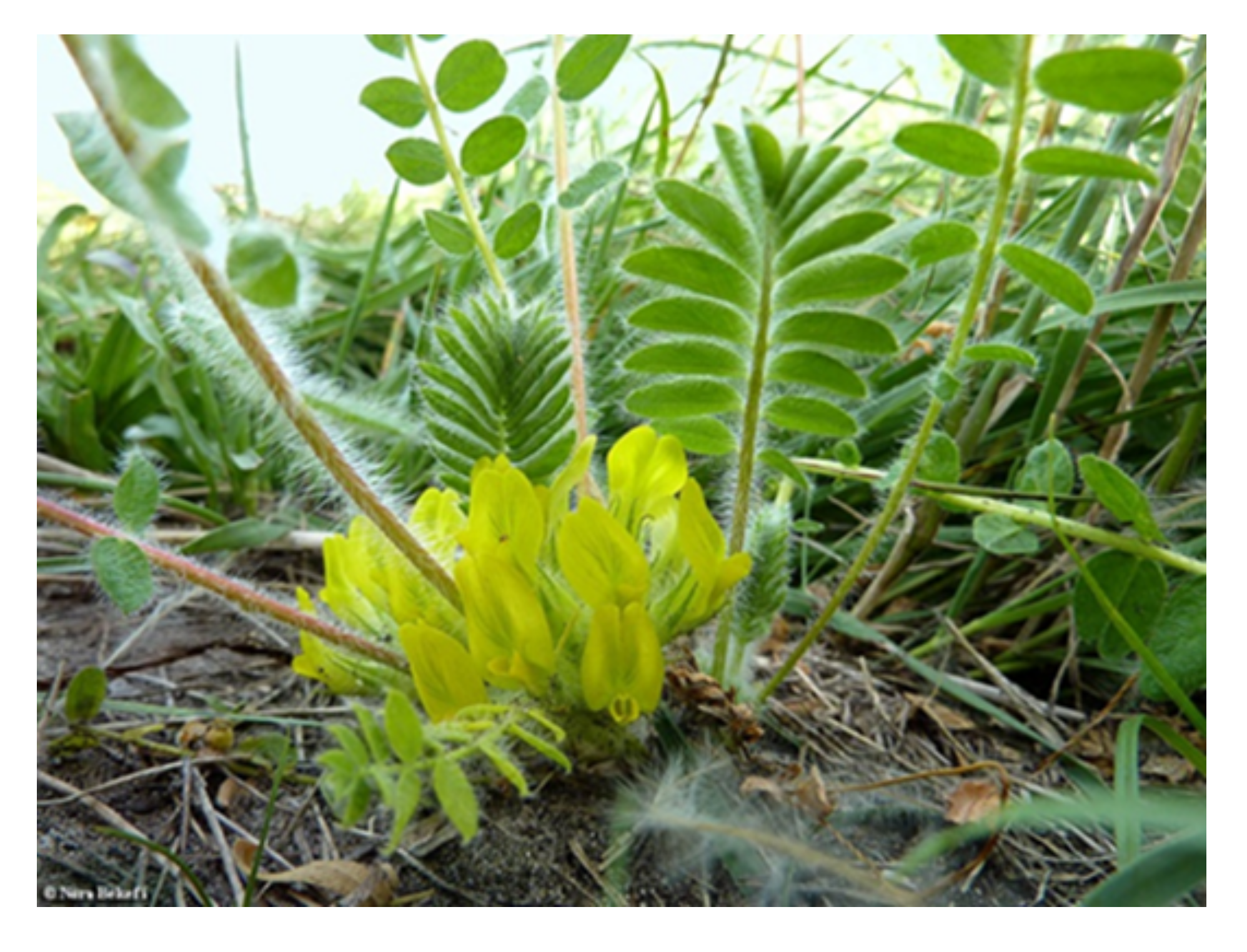 Plants 10 02732 g001